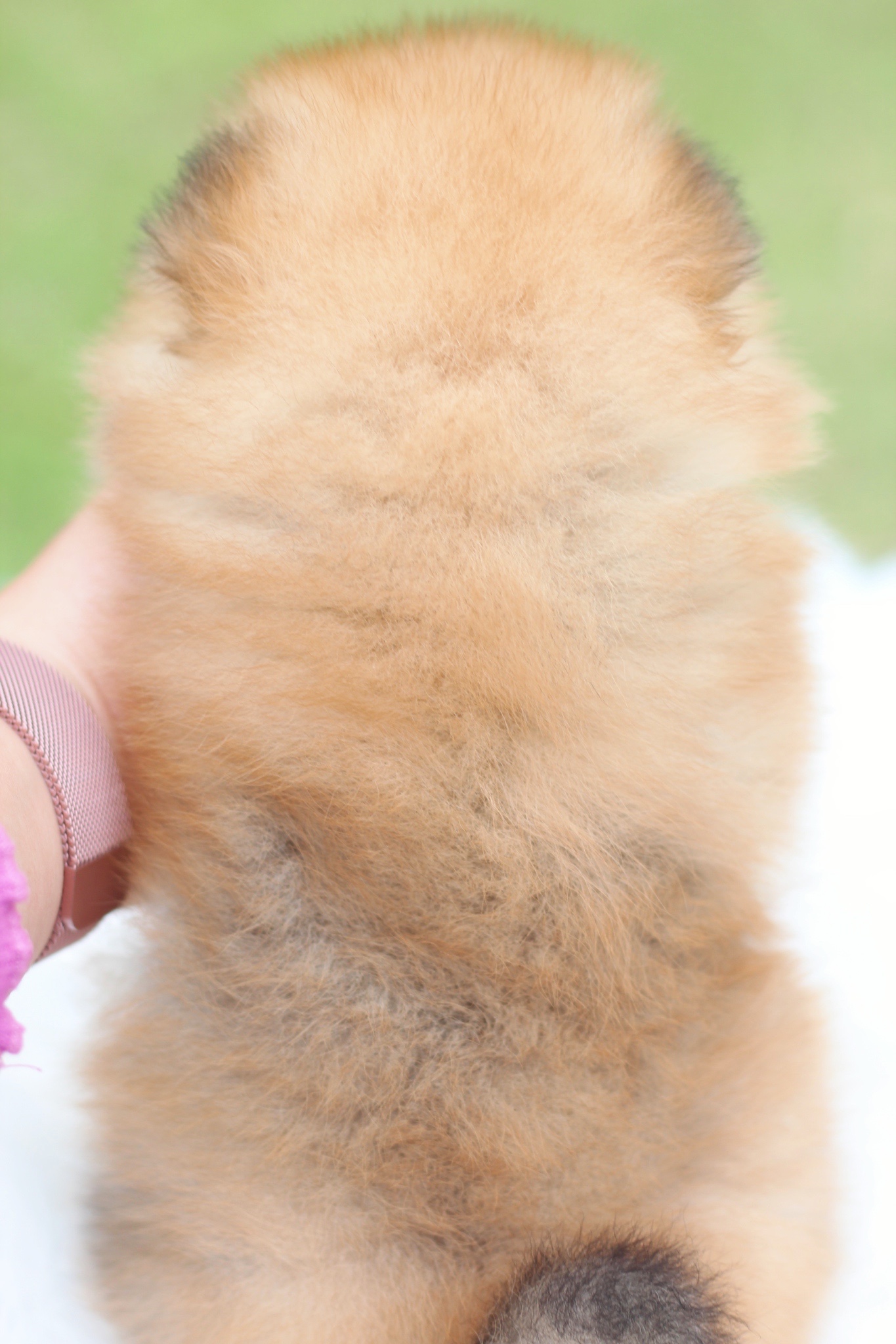 ปอมเมอเรเนียน เพศผู้สีส้ม