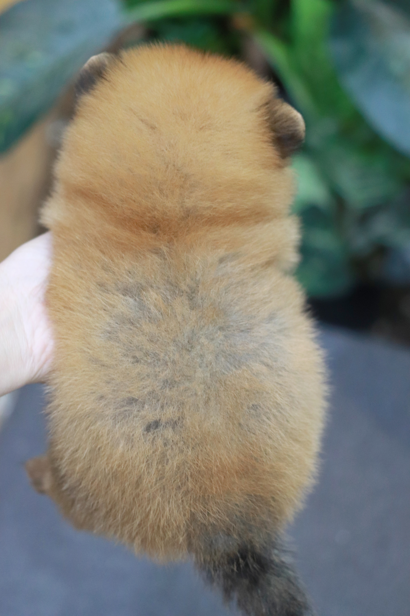 ปอมเมอเรเนียน เพศเมีย