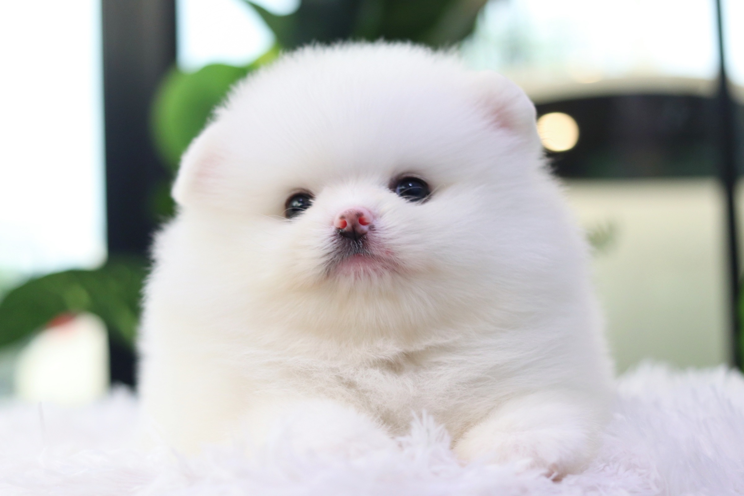 ปอมเมอเรเนียน เพศผู้ เกรดโชว์ สีขาว หน้าตุ๊กตา