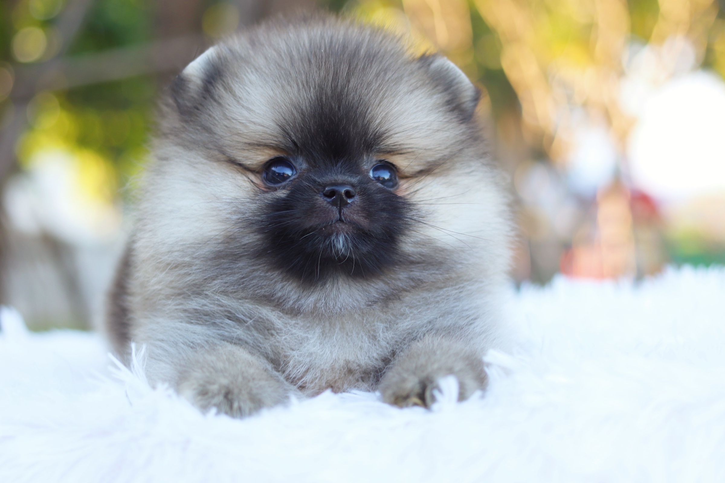 ปอมเมอเรเนียน เพศเมียสีส้ม