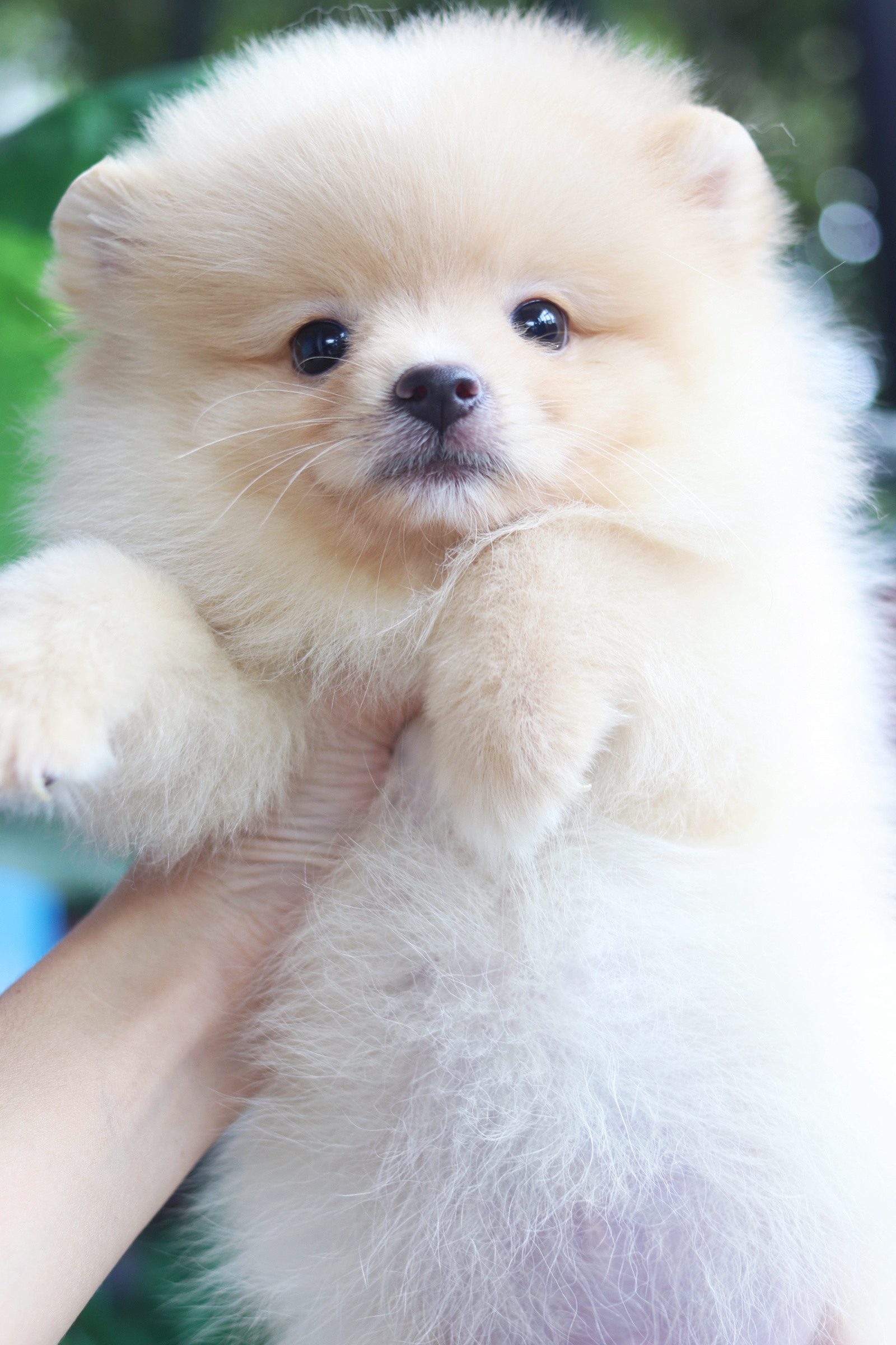 ปอมเมอเรเนียน เพศผู้ สีขาวครีม