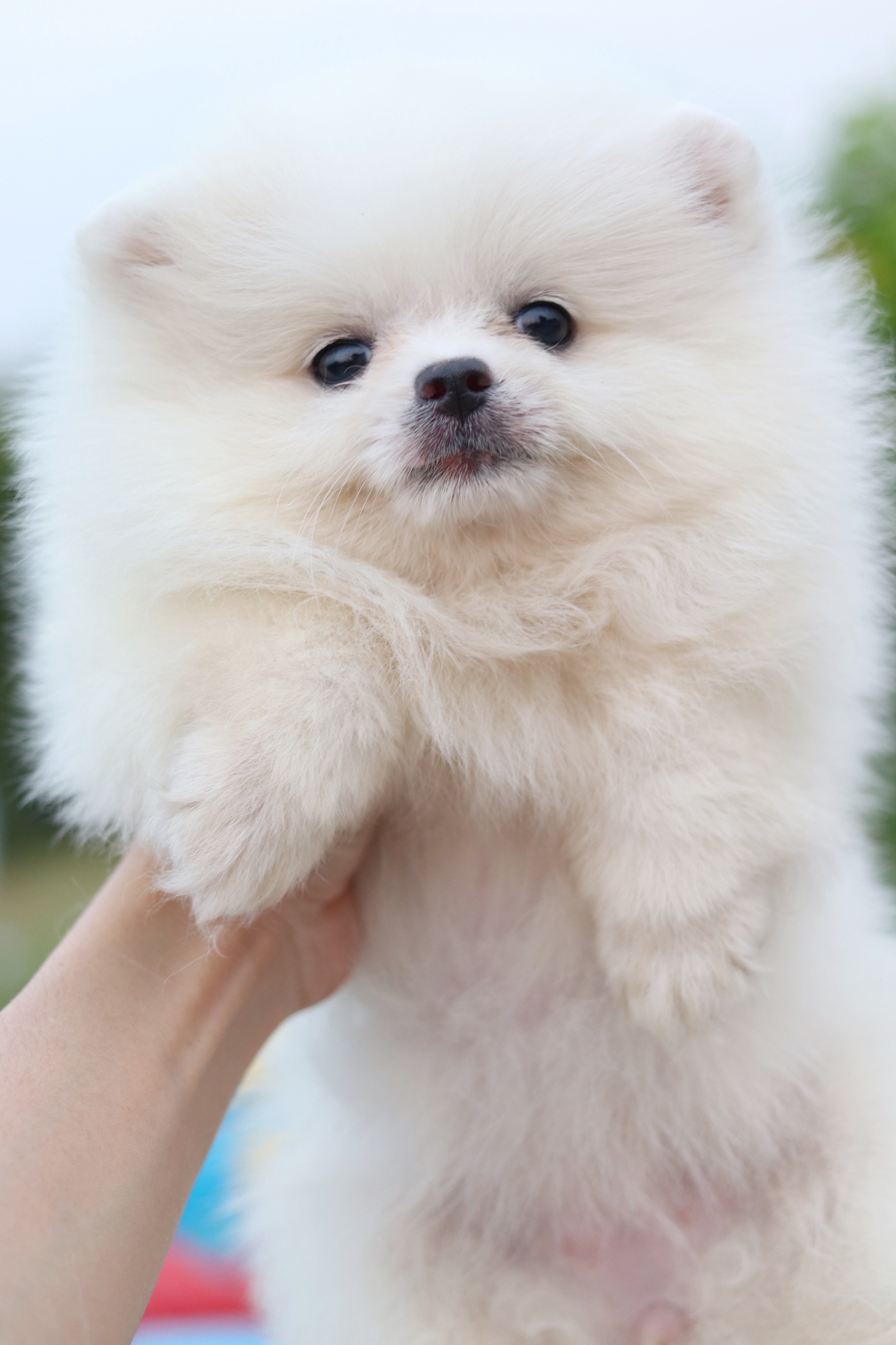 ปอมเมอเรเนียน เพศเมียขาวครีม