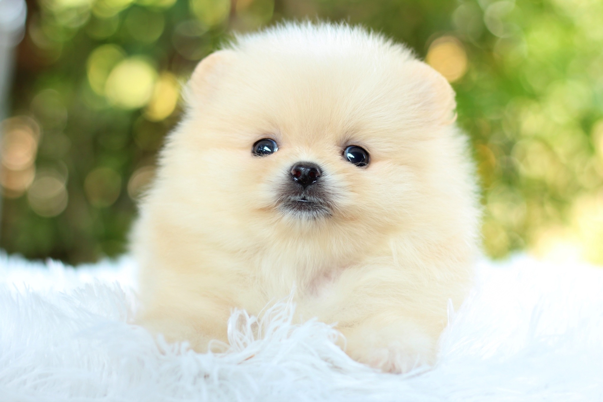 ปอมเมอเรเนียน เพศเมีย สีครีมหน้าตุ๊กตา