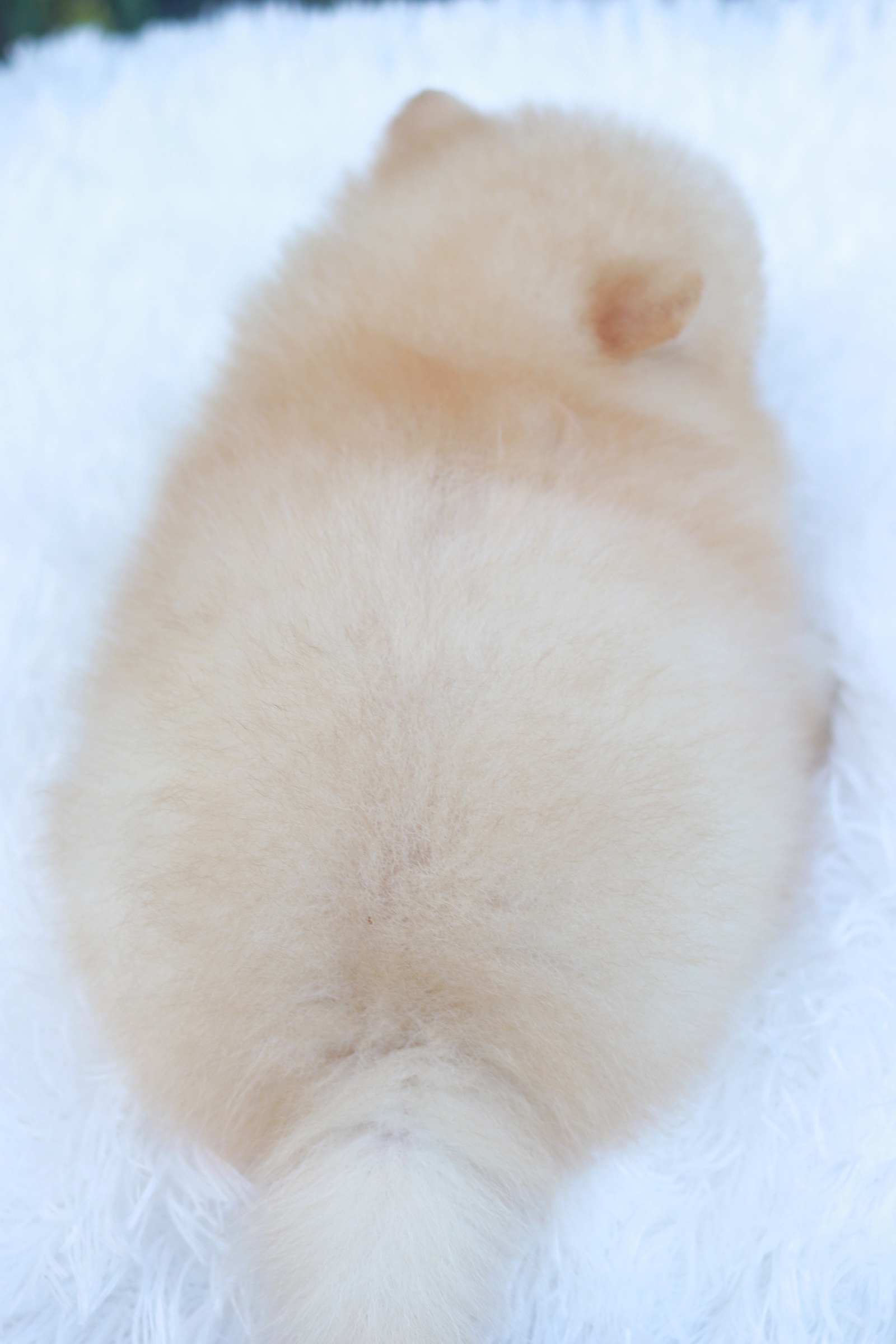 ปอมเมอเรเนียน เพศผู้ สีครีม