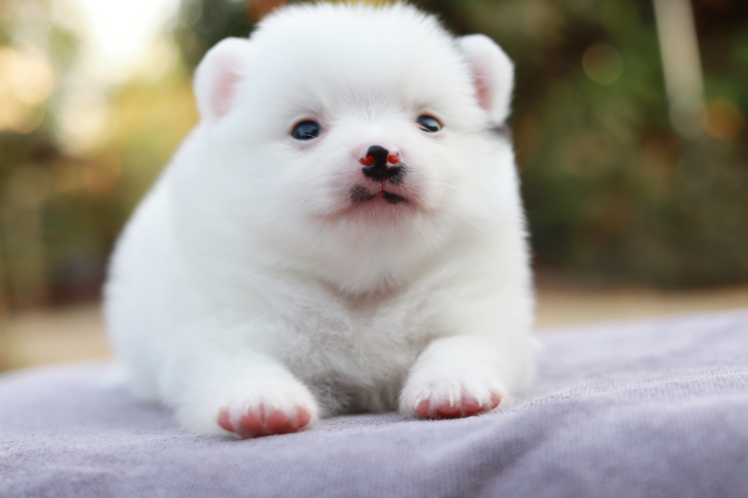 ปอมเมอเรเนียน เพศผู้