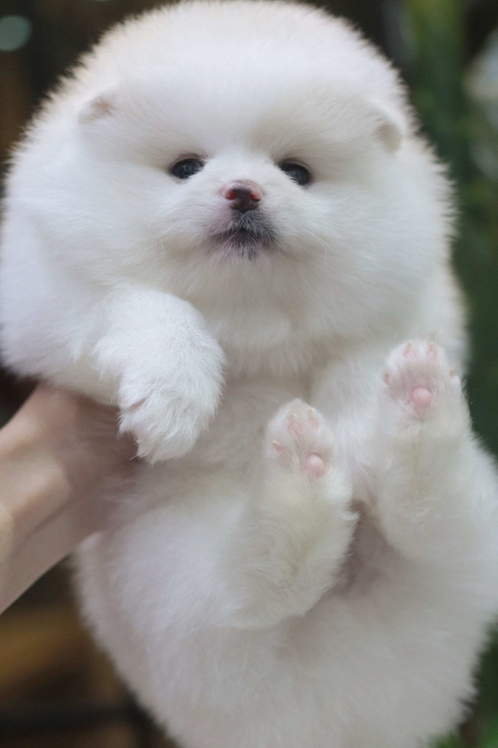 ปอมเมอเรเนียน เพศผู้ สีขาวครีม