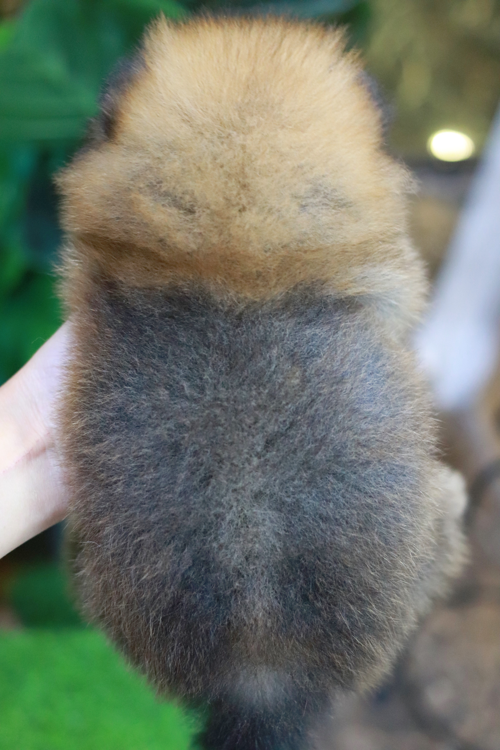 ปอมเมอเรเนียน เพศเมีย สีส้ม ขนแน่นๆ