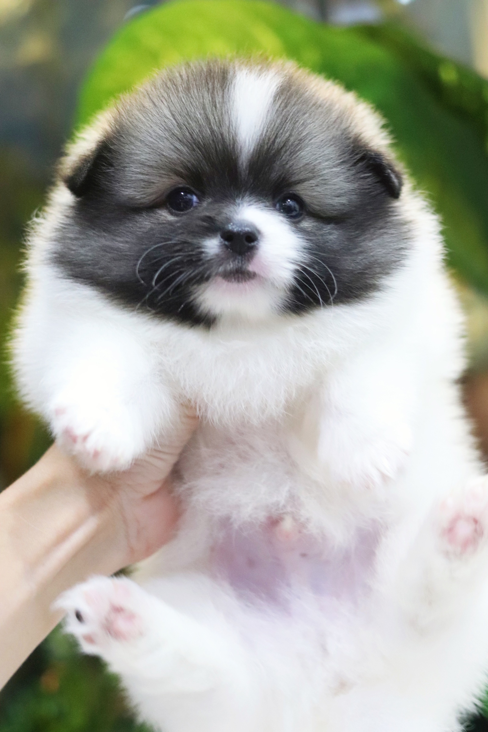 ปอมเมอเรเนียน เพศผู้ แฟนซี