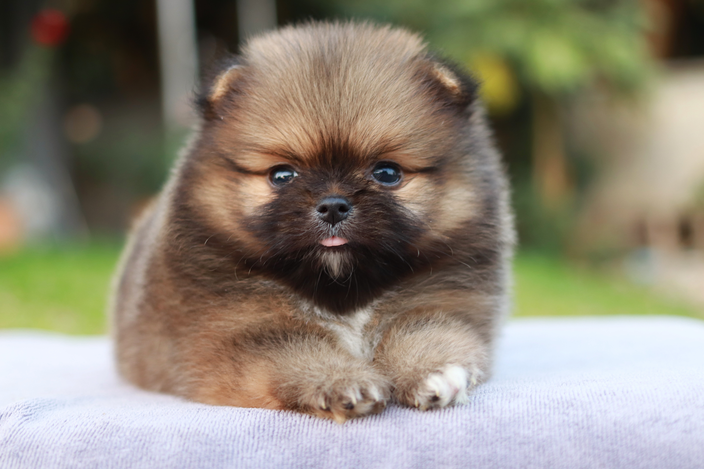 ปอมเมอเรเนียน เพศผู้ ส้มขนแน่น ขี้เล่น