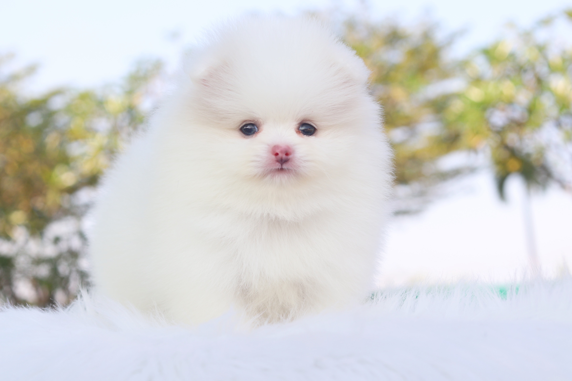 ปอมเมอเรเนียน เพศเมีย สีขาว เกรดโชว์