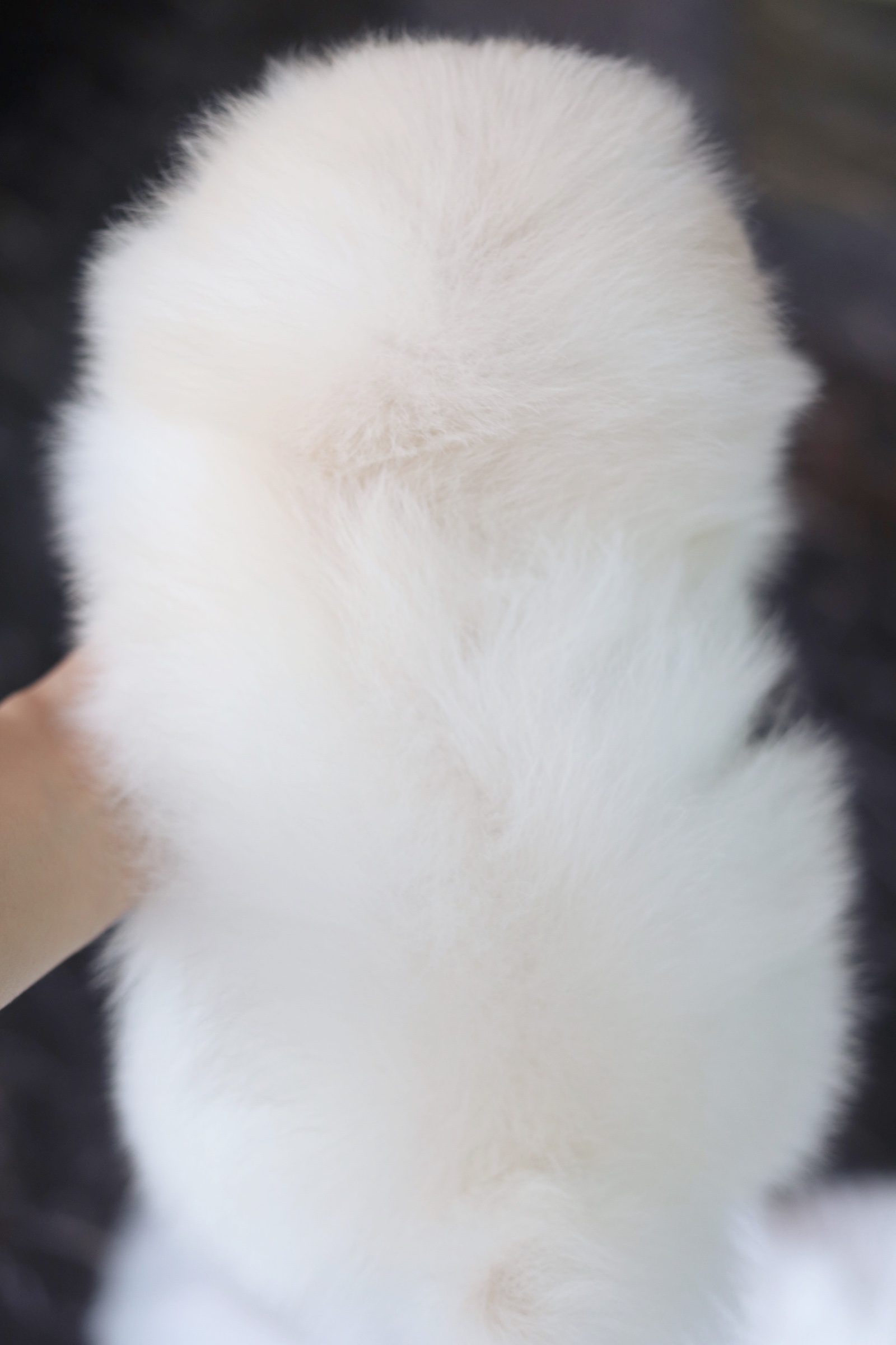 ปอมเมอเรเนียน เพศผู้ สีขาวครีม