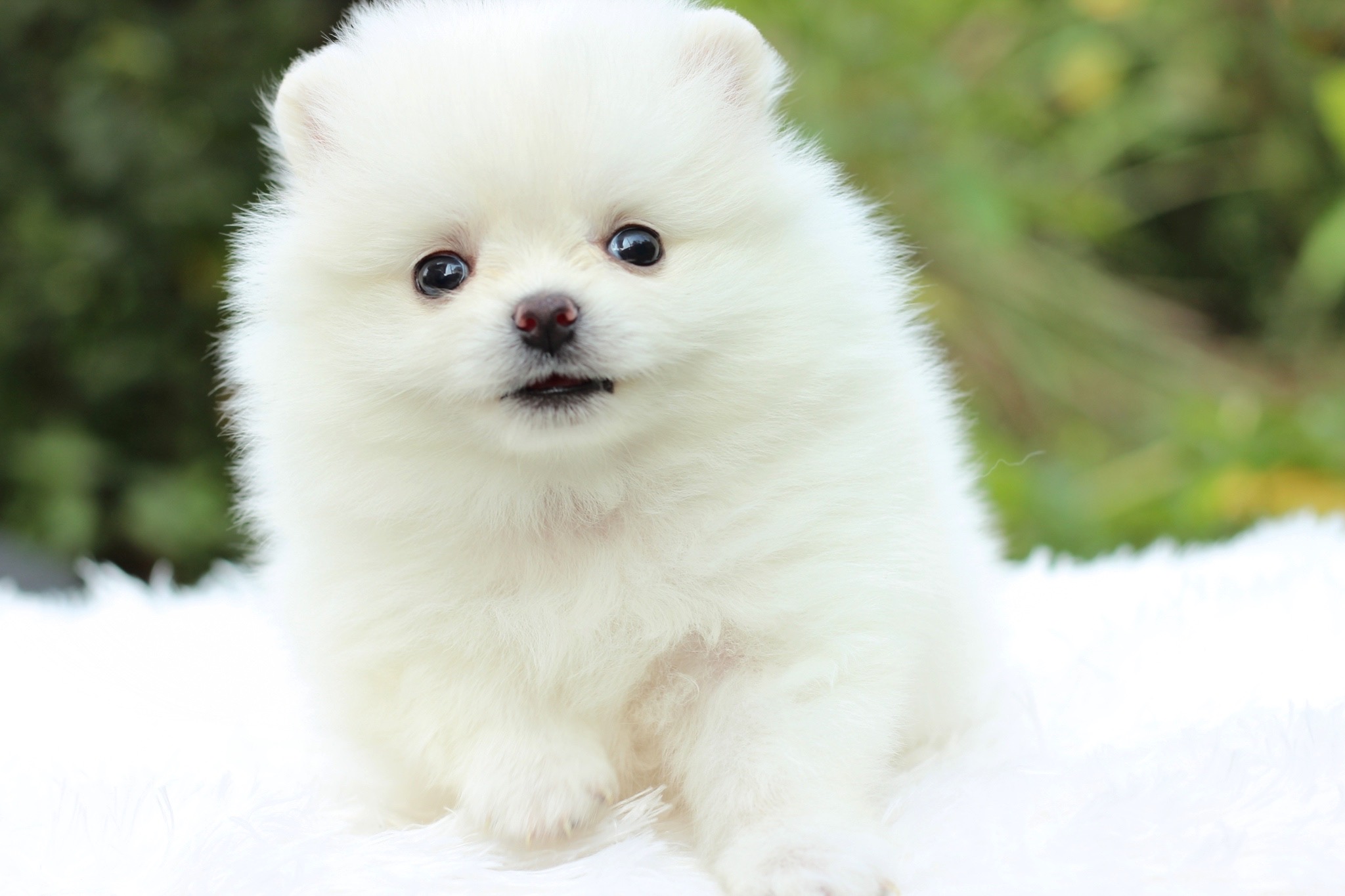 ปอมเมอเรเนียน เพศผู้ ขาวครีม