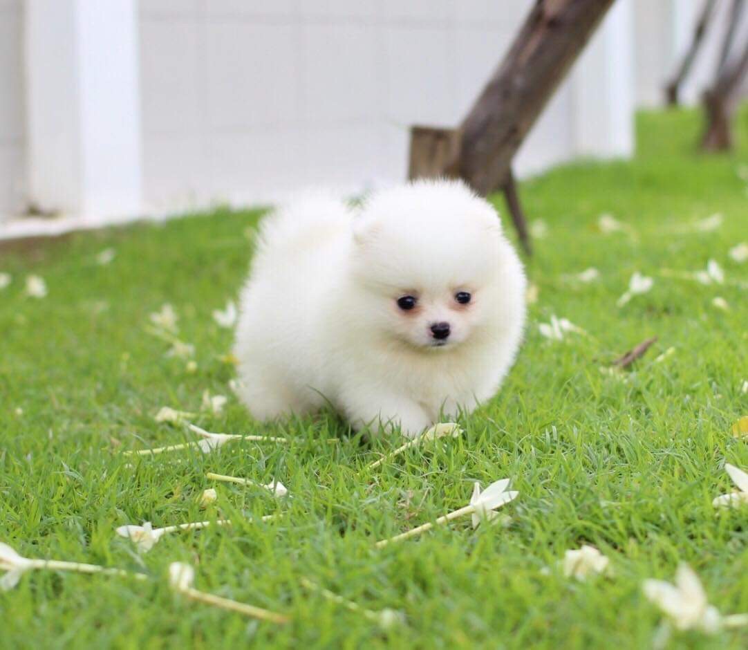 ปอมเมอเรเนียน เพศผู้