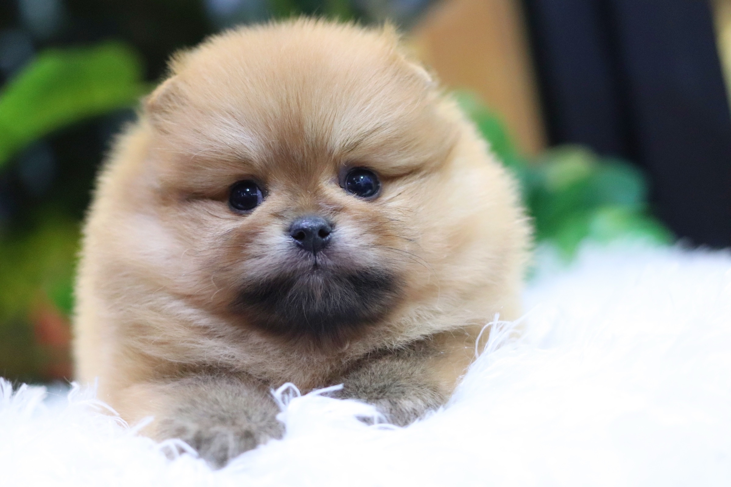 ปอมเมอเรเนียน เพศผู้ สีส้ม