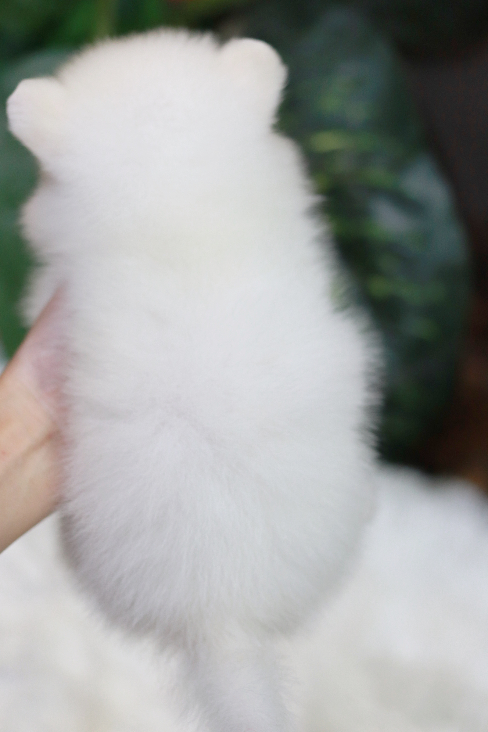 ปอมเมอเรเนียน เพศเมีย สีขาว เกรดเลี้ยงเล่น หน้าฟ็อก