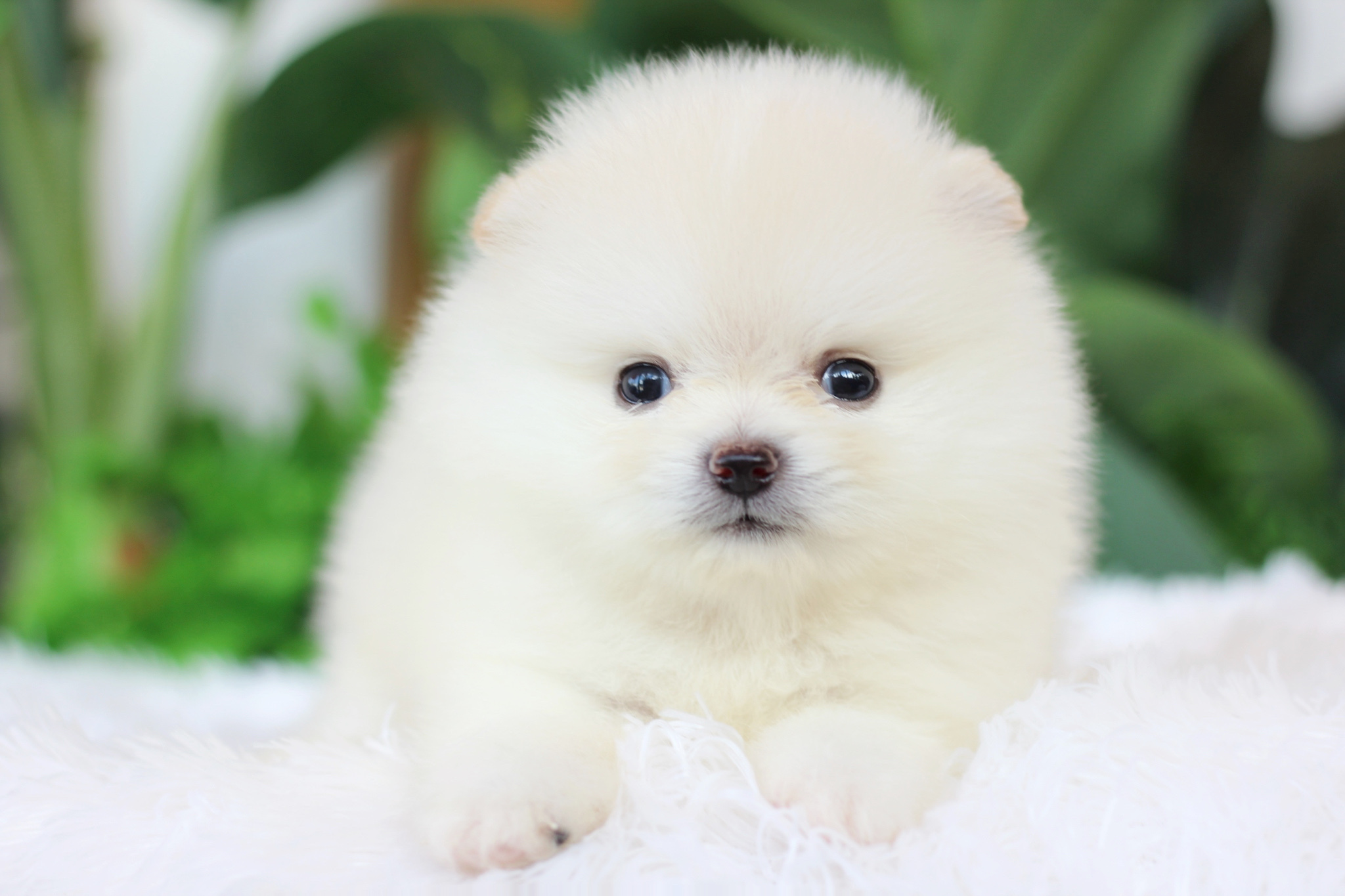 ปอมเมอเรเนียน เพศผู้ ขาวครีม