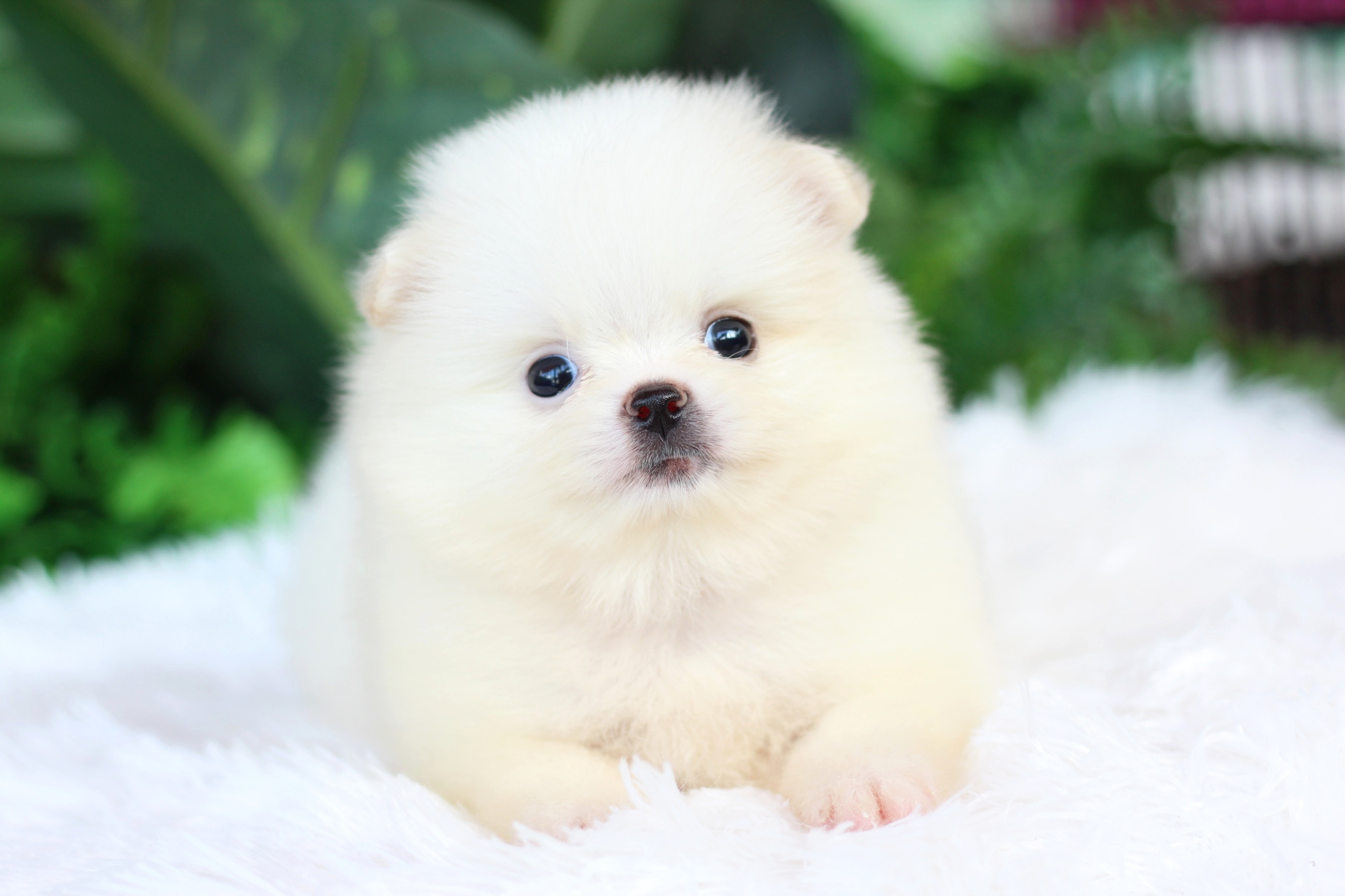 ปอมเมอเรเนียน เพศผู้ขาวครีม