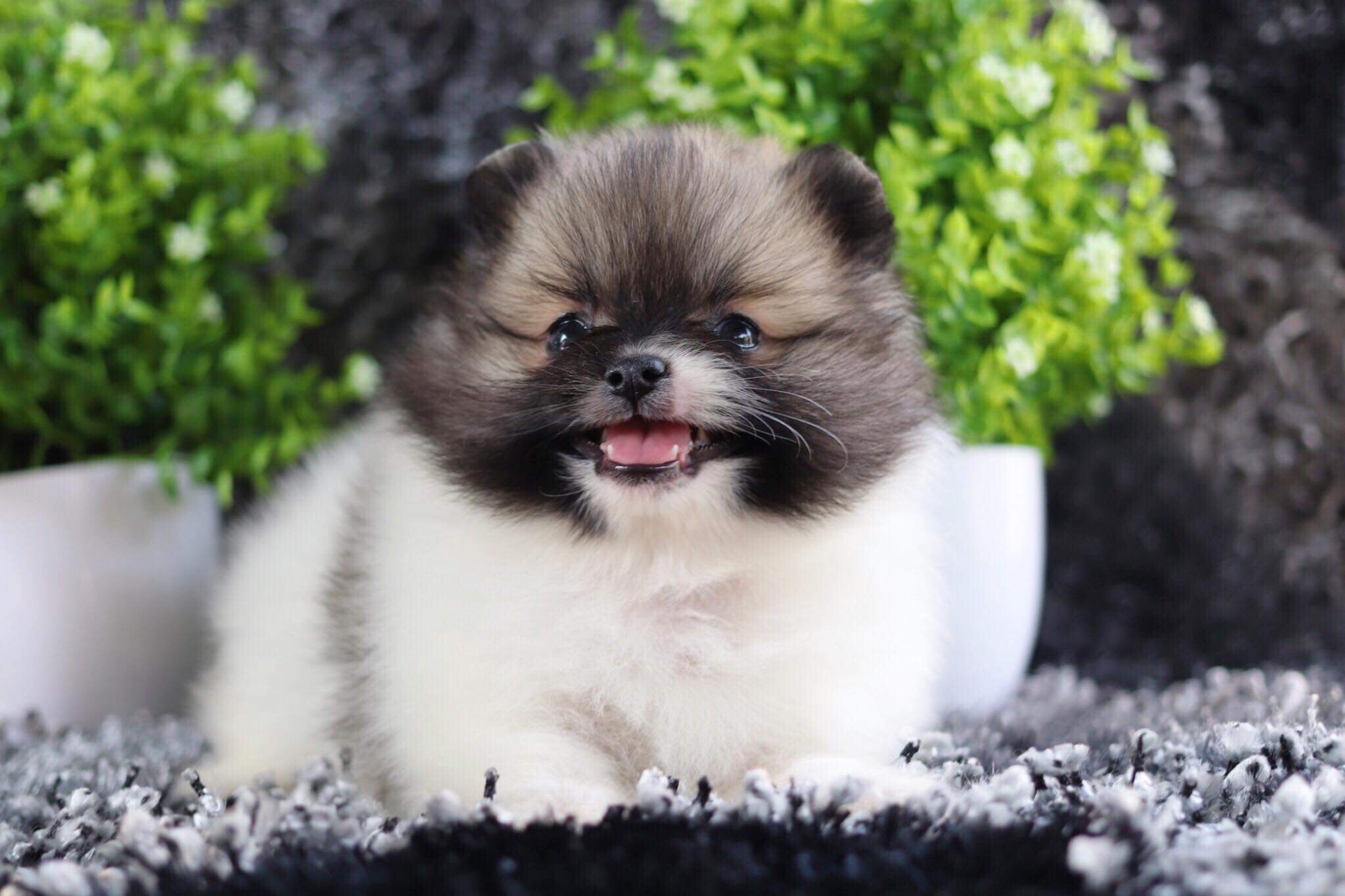 ปอมเมอเรเนียน เพศเมีย