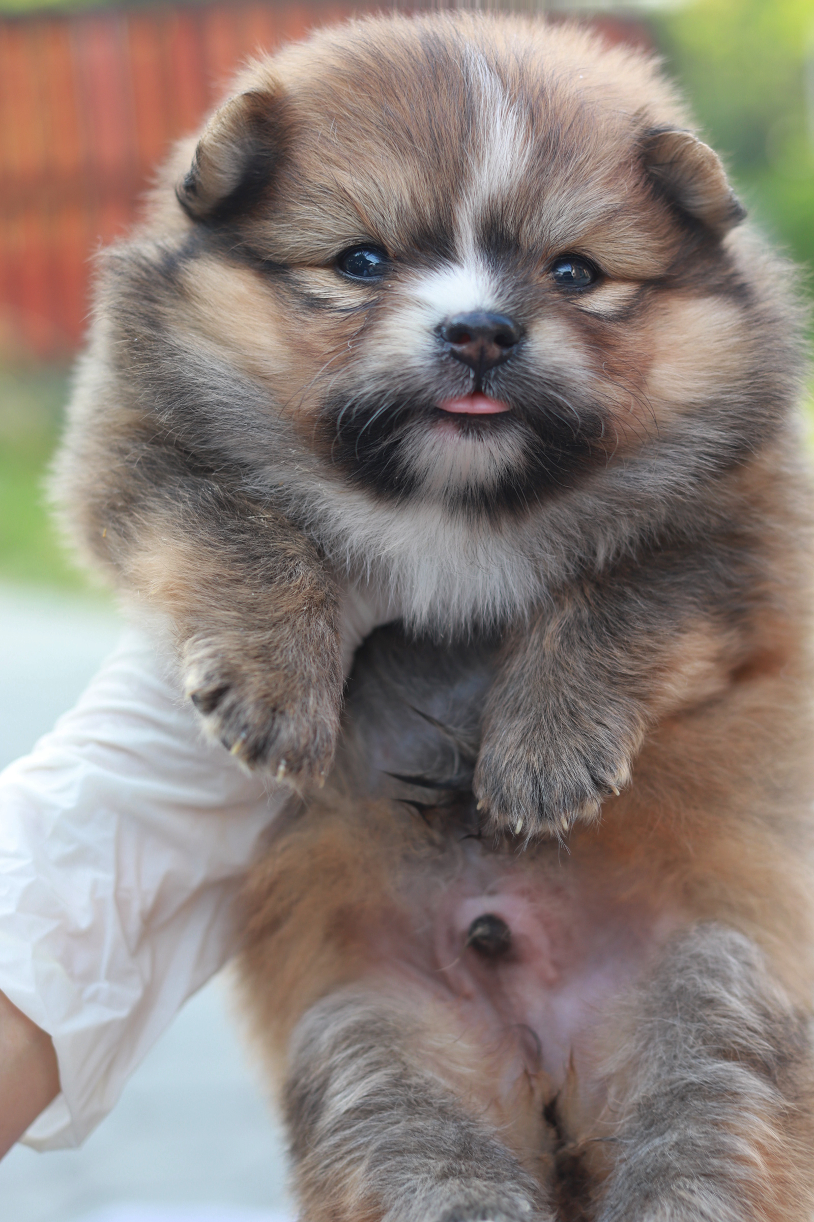 ปอมเมอเรเนียน เพศผู้ส้ม