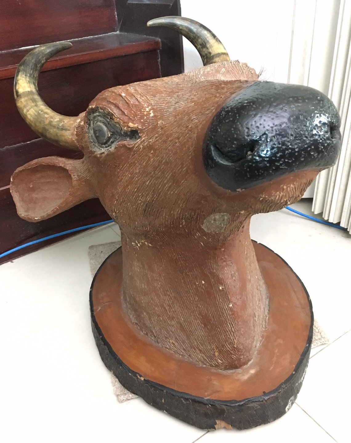 หัววัว เขาแท้ หัวใหญ่มาก