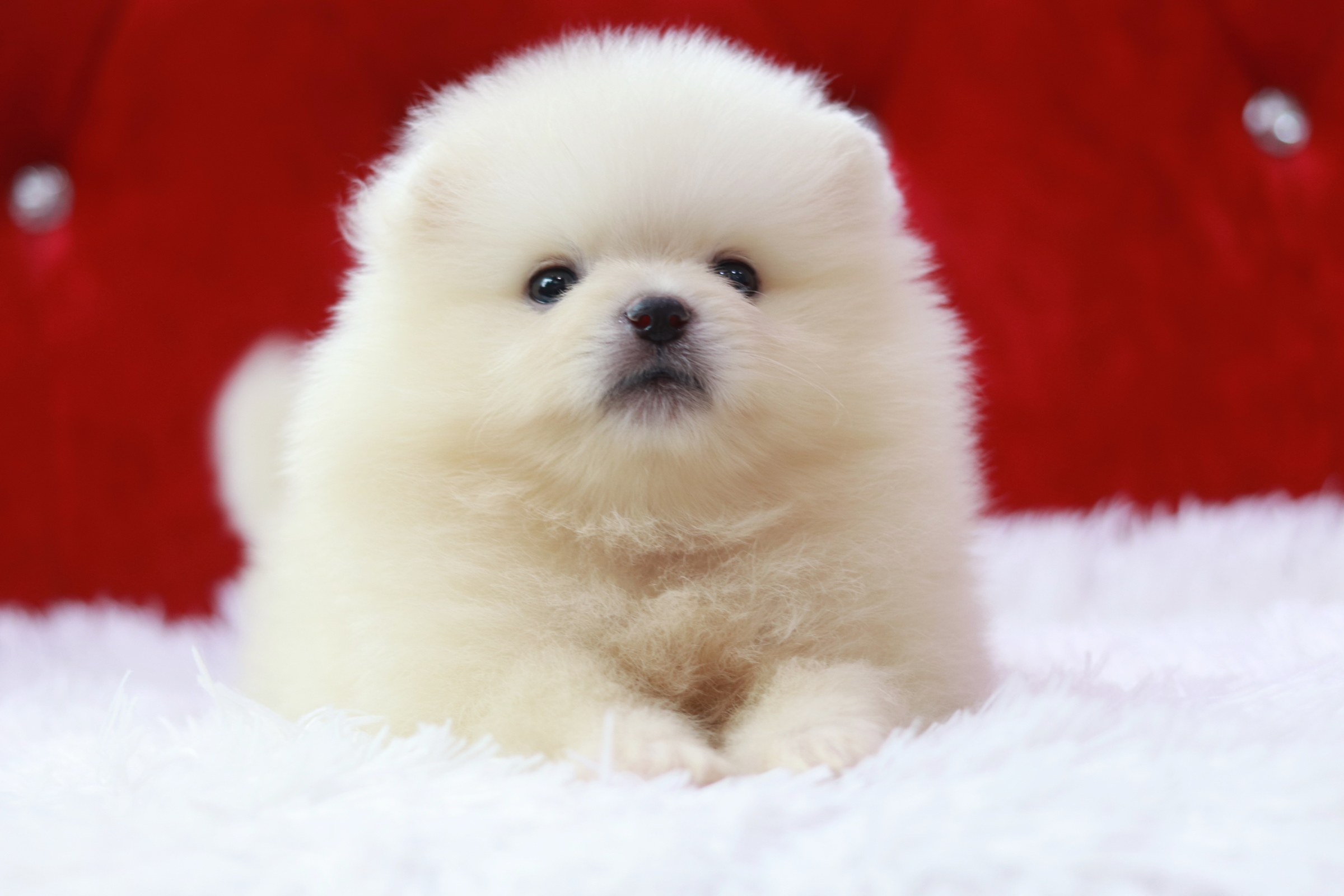 ปอมเมอเรเนียน เพศผู้สีครีม