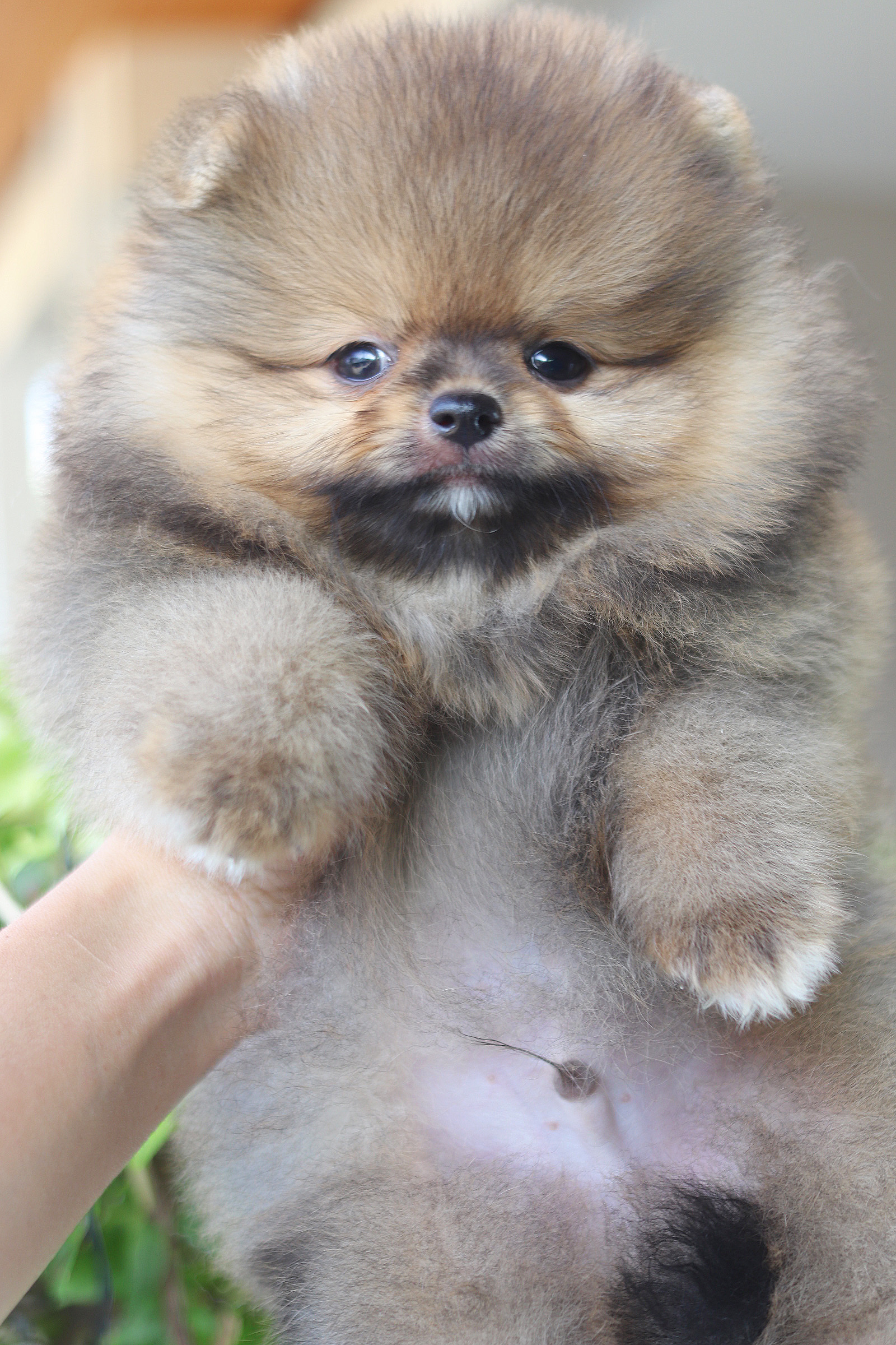 ปอมเมอเรเนียน เพศผู้สีส้ม เกรดโชว์