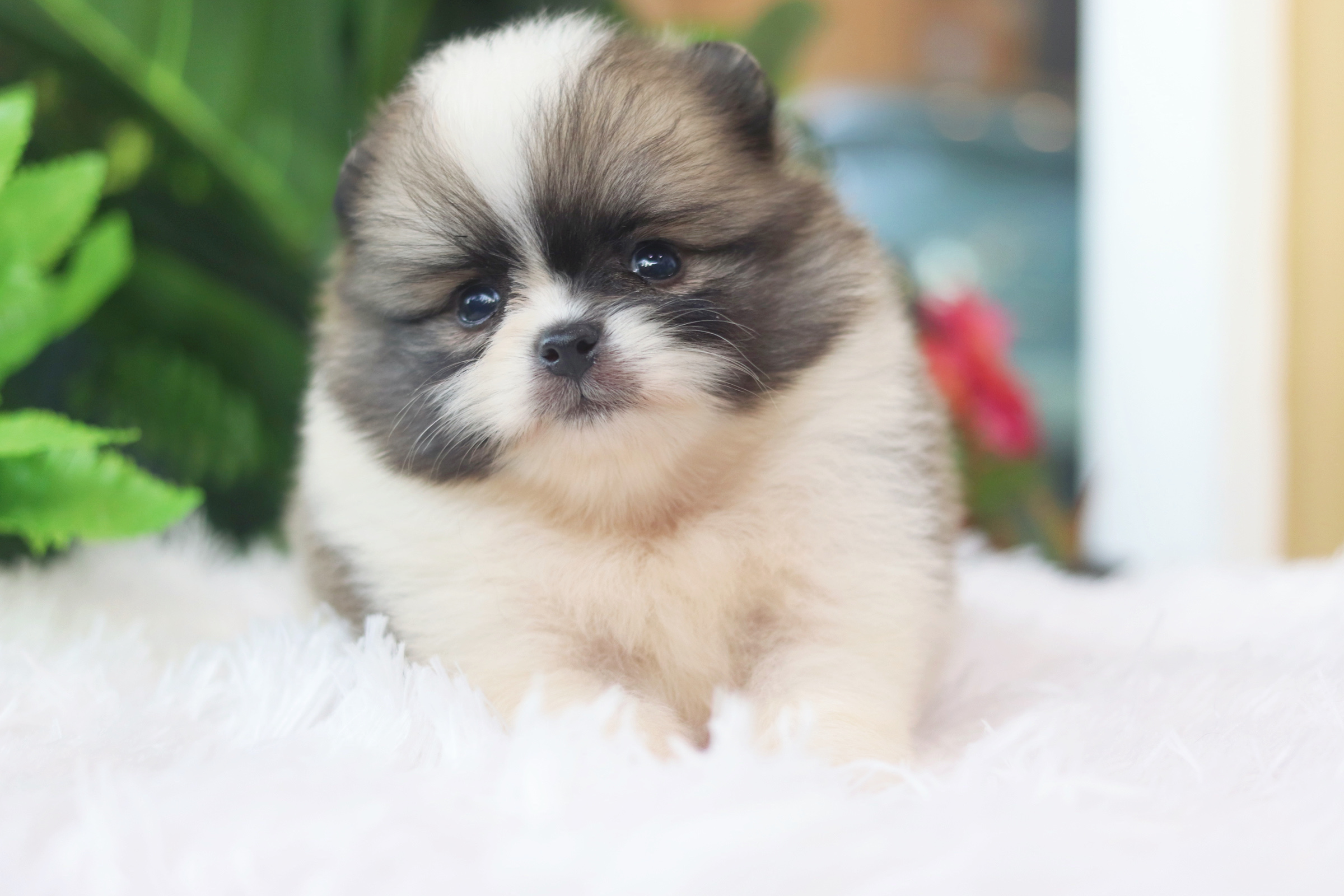 ปอมเมอเรเนียน เพศผู้ แฟนซี