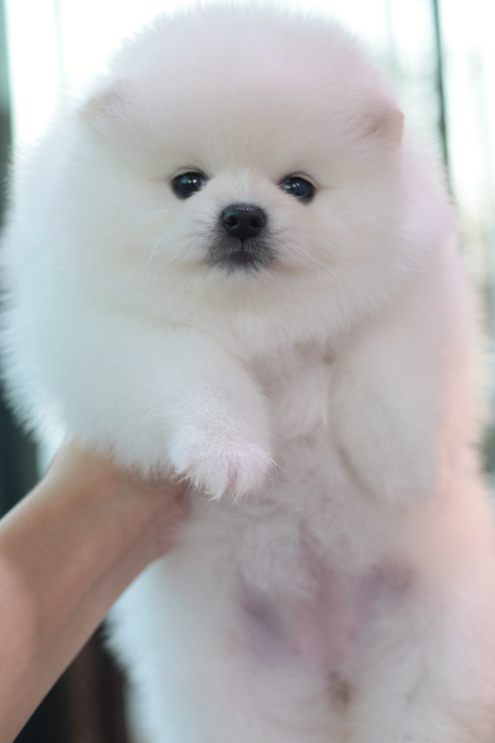 ปอมเมอเรเนียน เพศเมีย สีขาว เกรดโชว์