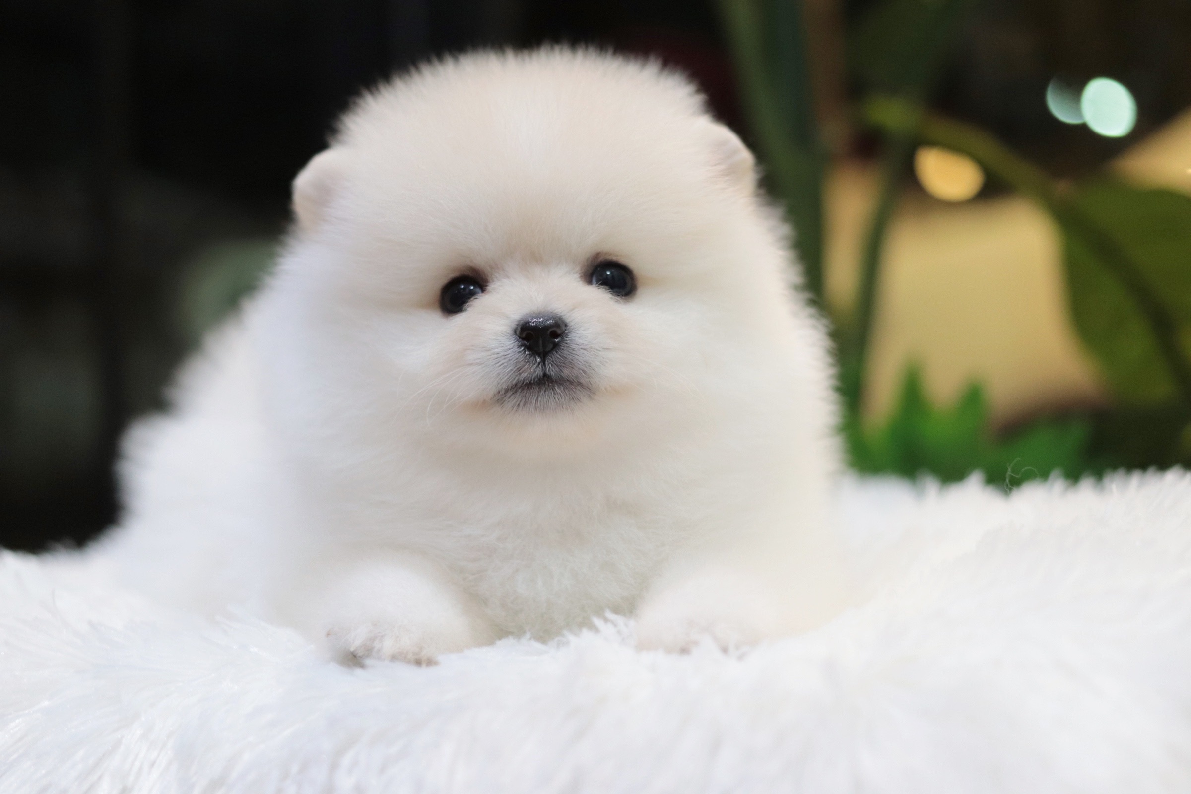 ปอมเมอเรเนียน เพศเมียสีขาว ครีม