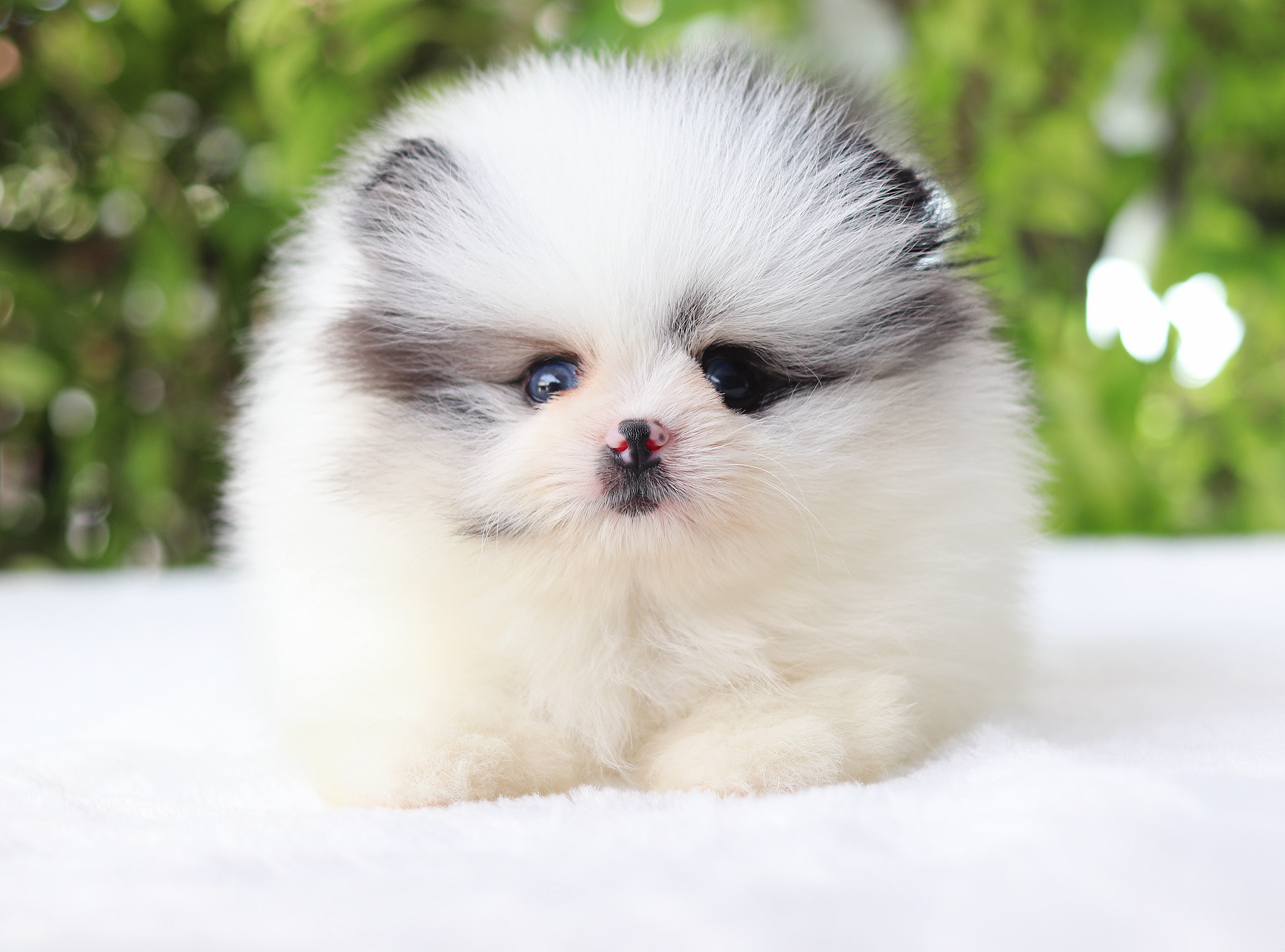 ปอมเมอเรเนียน เพศผู้สีแฟนซีตาฟ้า