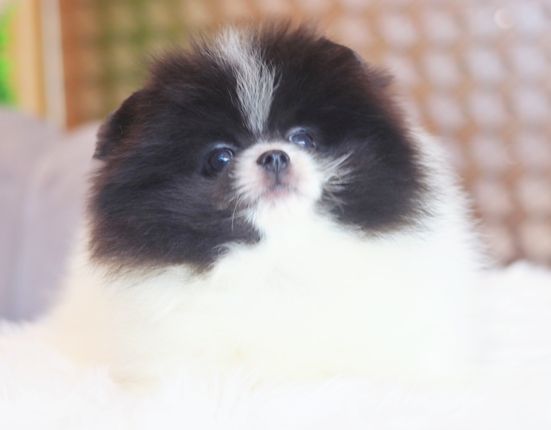 ปอมเมอเรเนียน เพศผู้สีแฟนซี