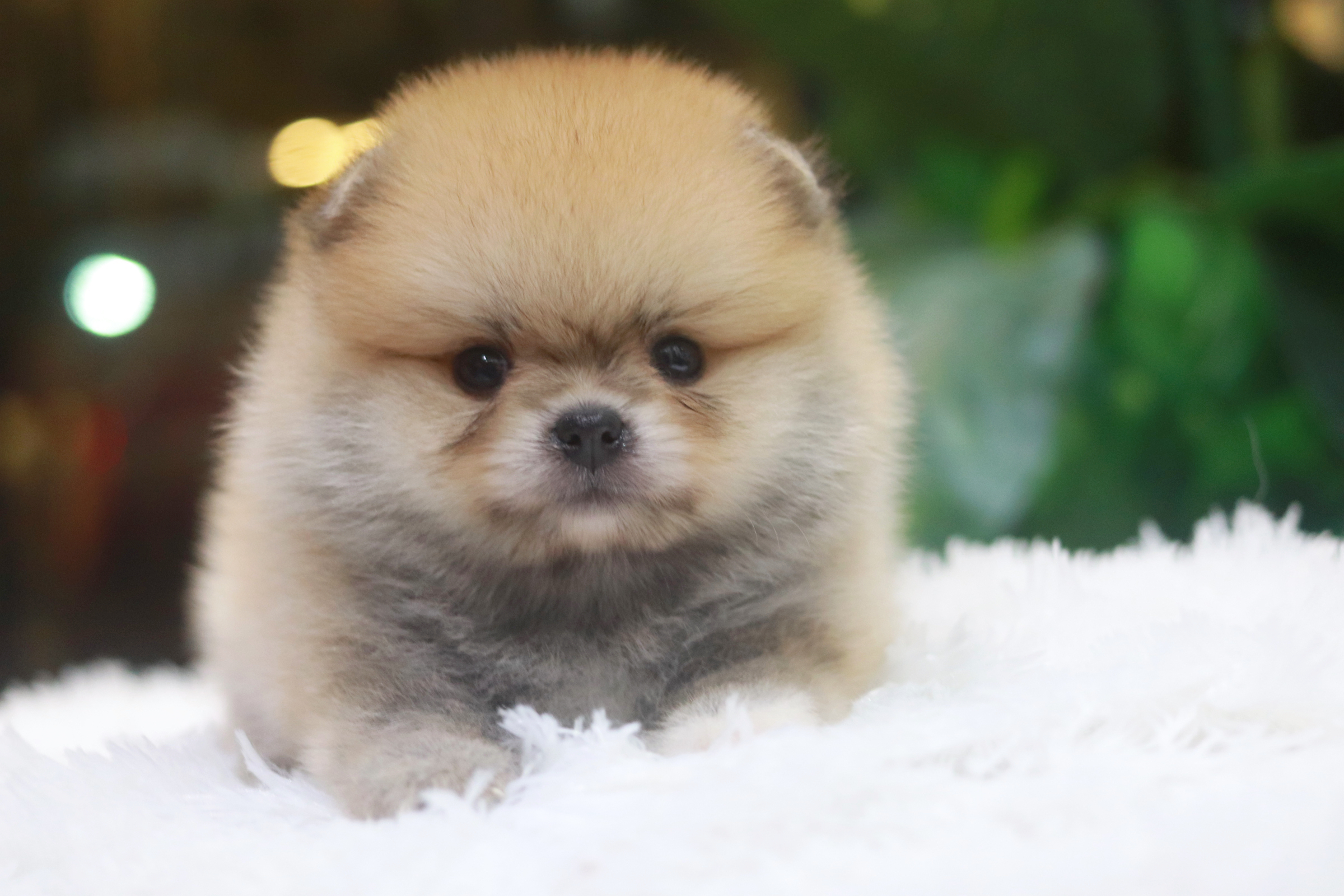 ปอมเมอเรเนียน เพศเมียสีส้ม หน้าตุ๊กตา ขนแน่น