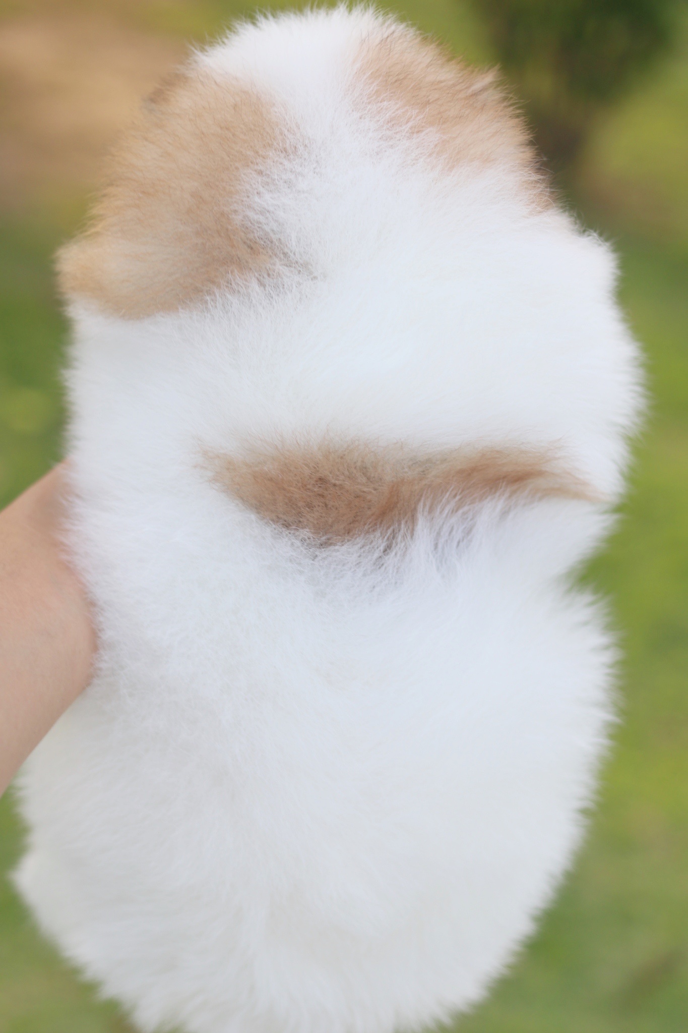 ปอมเมอเรเนียน เพศผู้สีแฟนซี