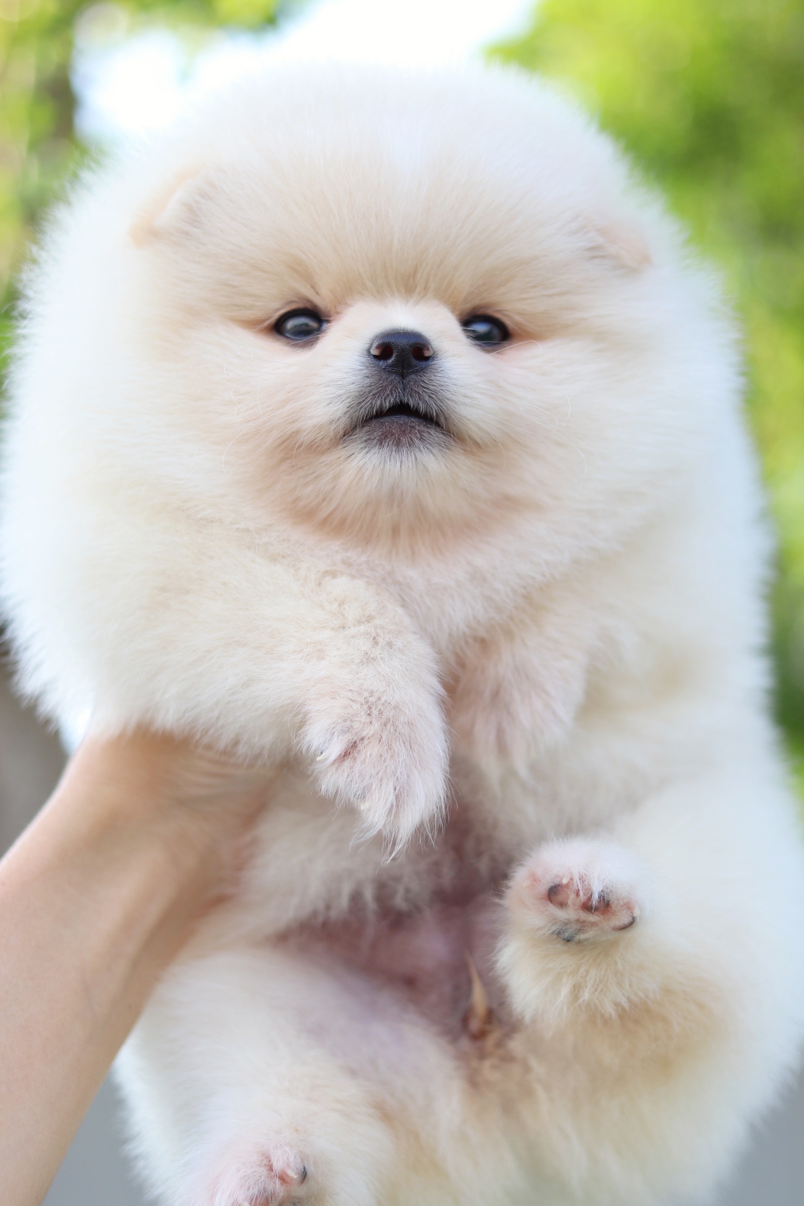 ปอมเมอเรเนียน เพศเมียสีครีม