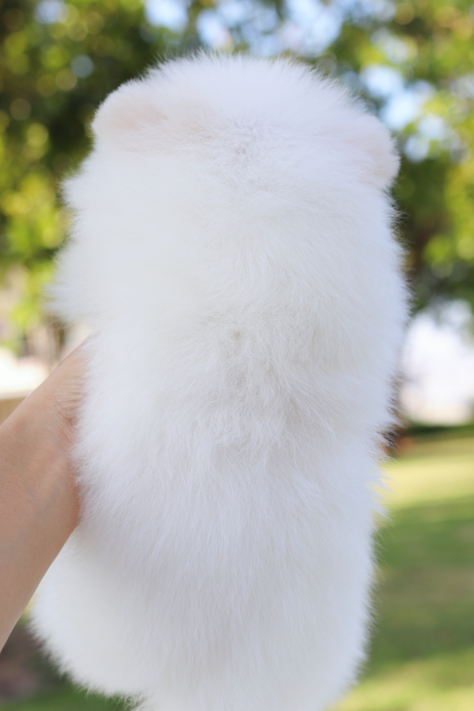 ปอมเมอเรเนียน เพศเมียสีขาว เกรดโชว์