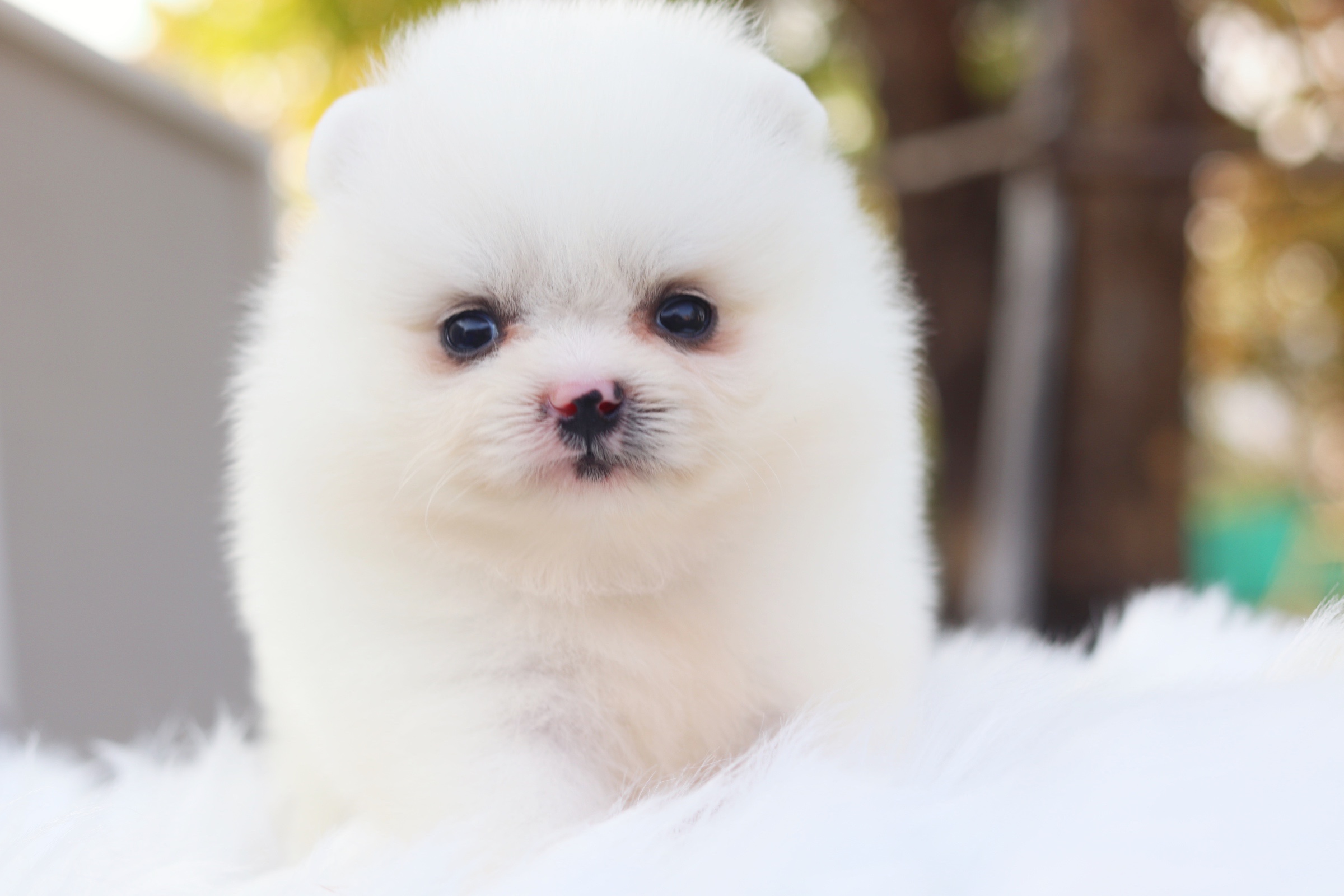 ปอมเมอเรเนียน เพศผู้สีขาวครีม