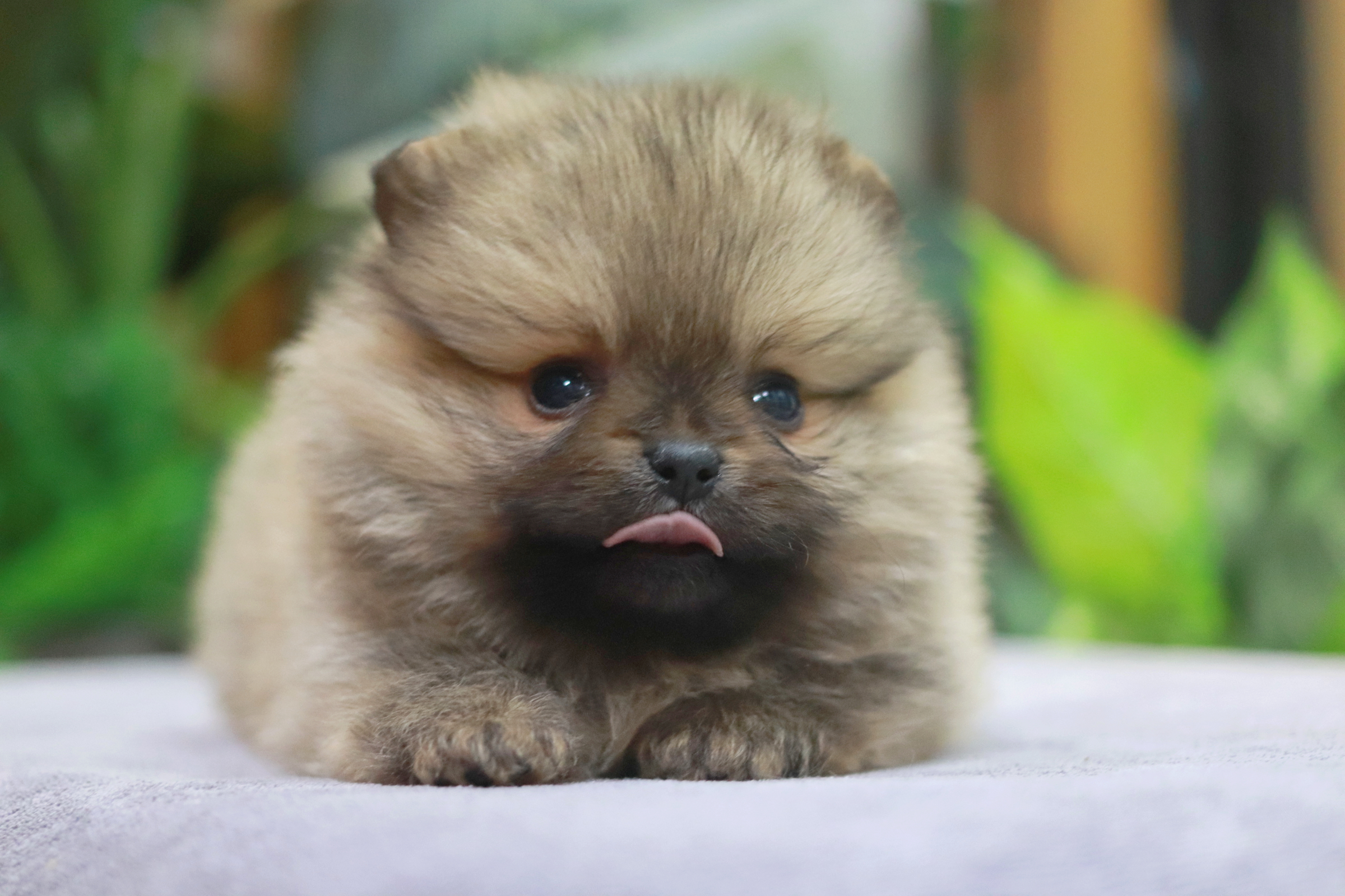 ปอมเมอเรเนียน เพศเมีย