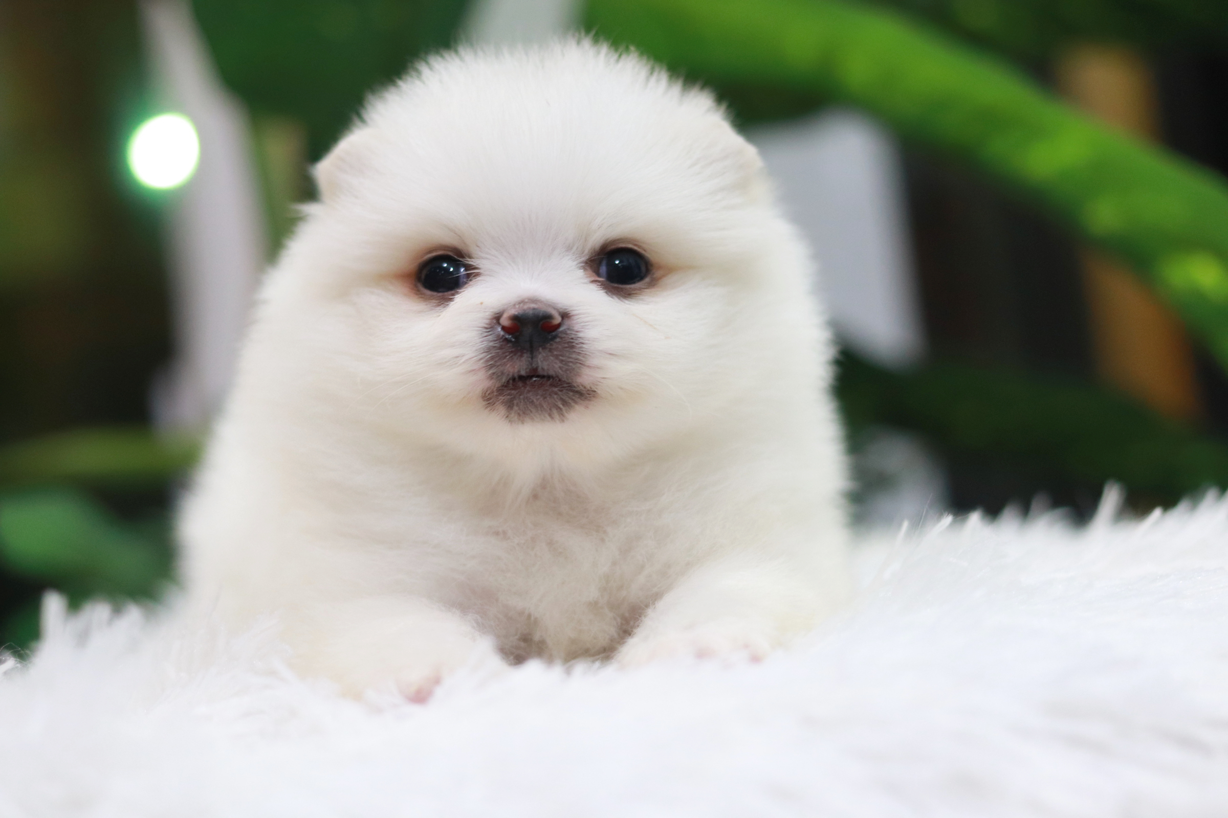 ปอมเมอเรเนียน เพศผู้ สีขาว