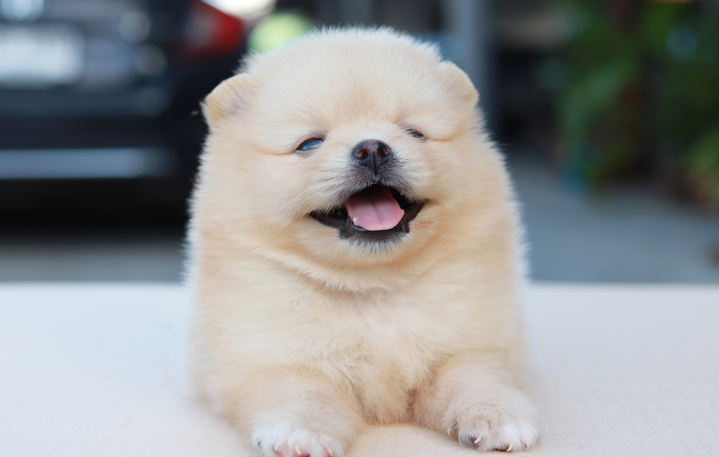 ปอมเมอเรเนียน เพศผู้ ครีม