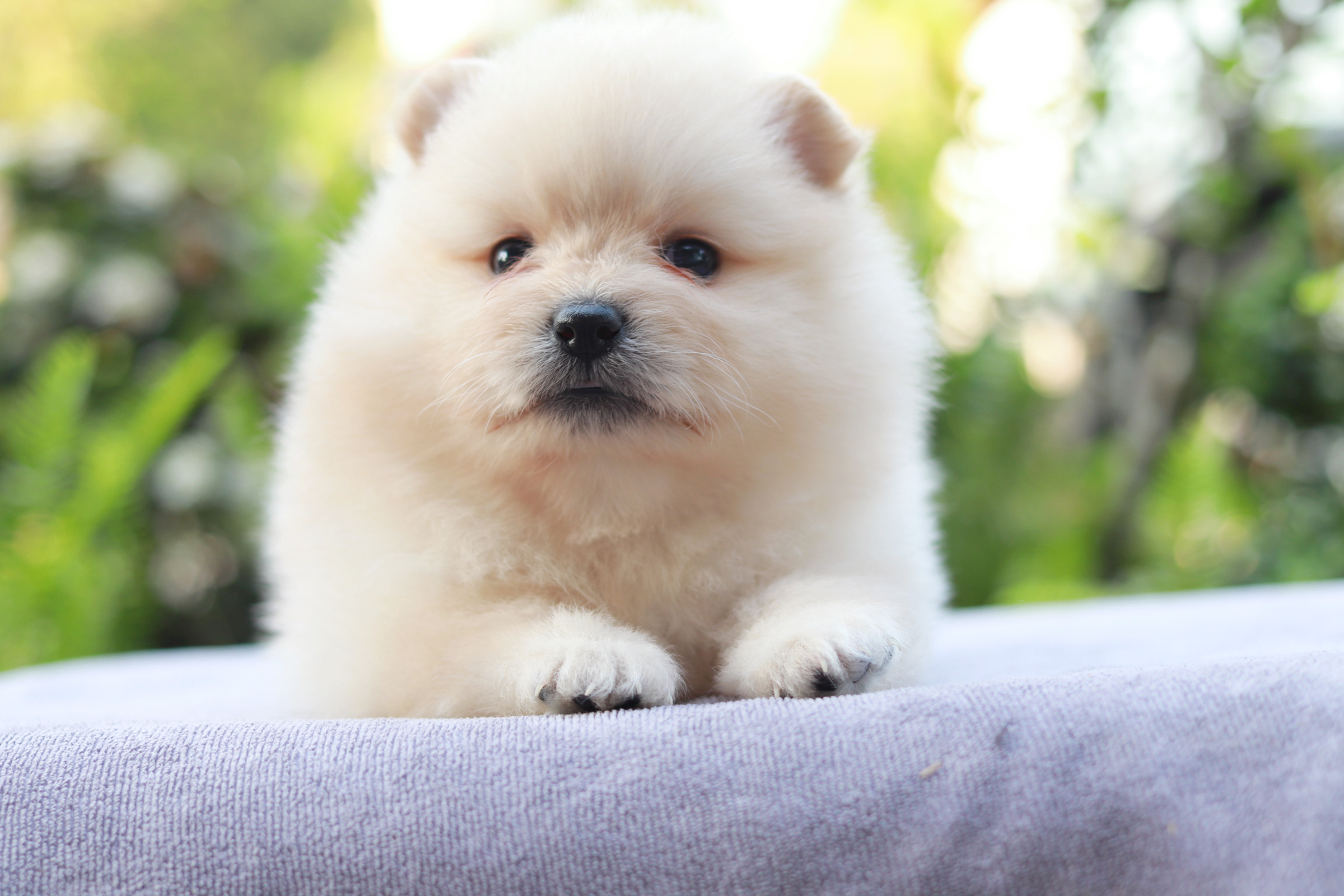 ปอมเมอเรเนียน เพศเมีย