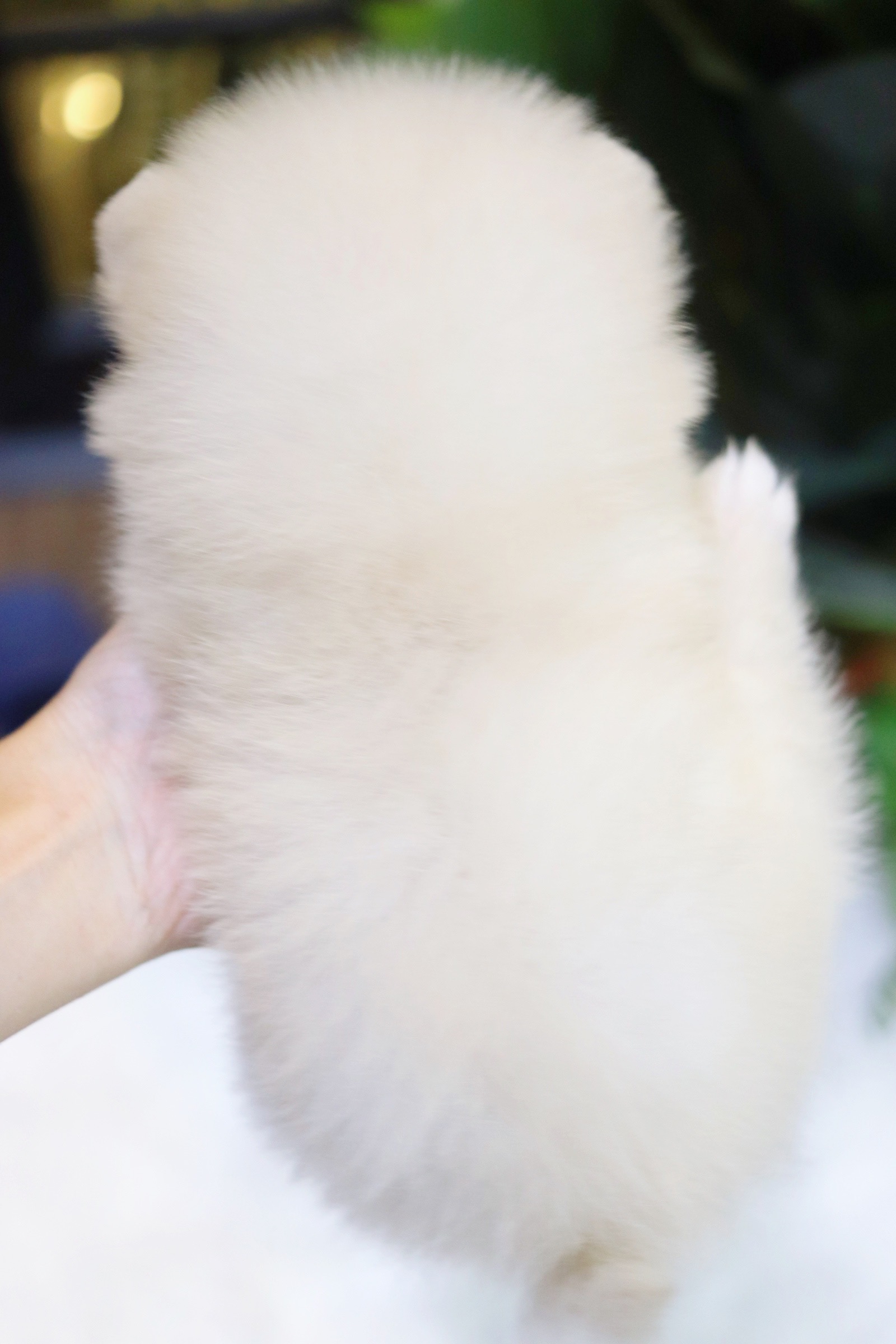 ปอมเมอเรเนียน เพศผู้ ขาวครีม