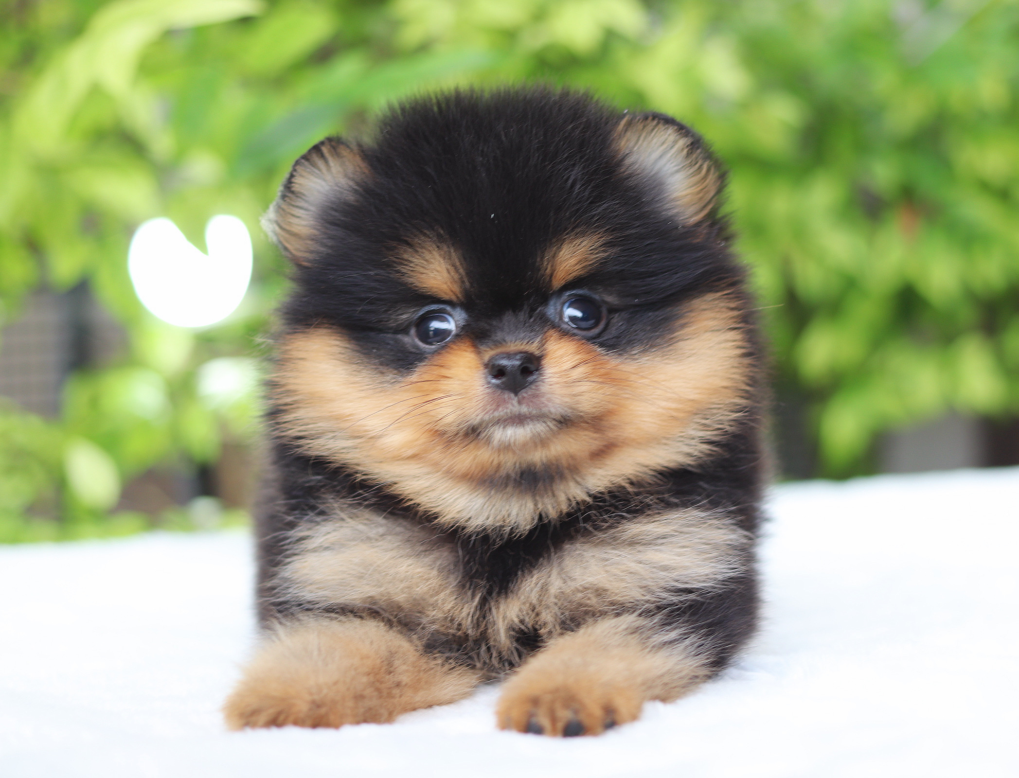 ปอมเมอเรเนียน เพศผู้สีแบล็คแทน เกรดโชว์