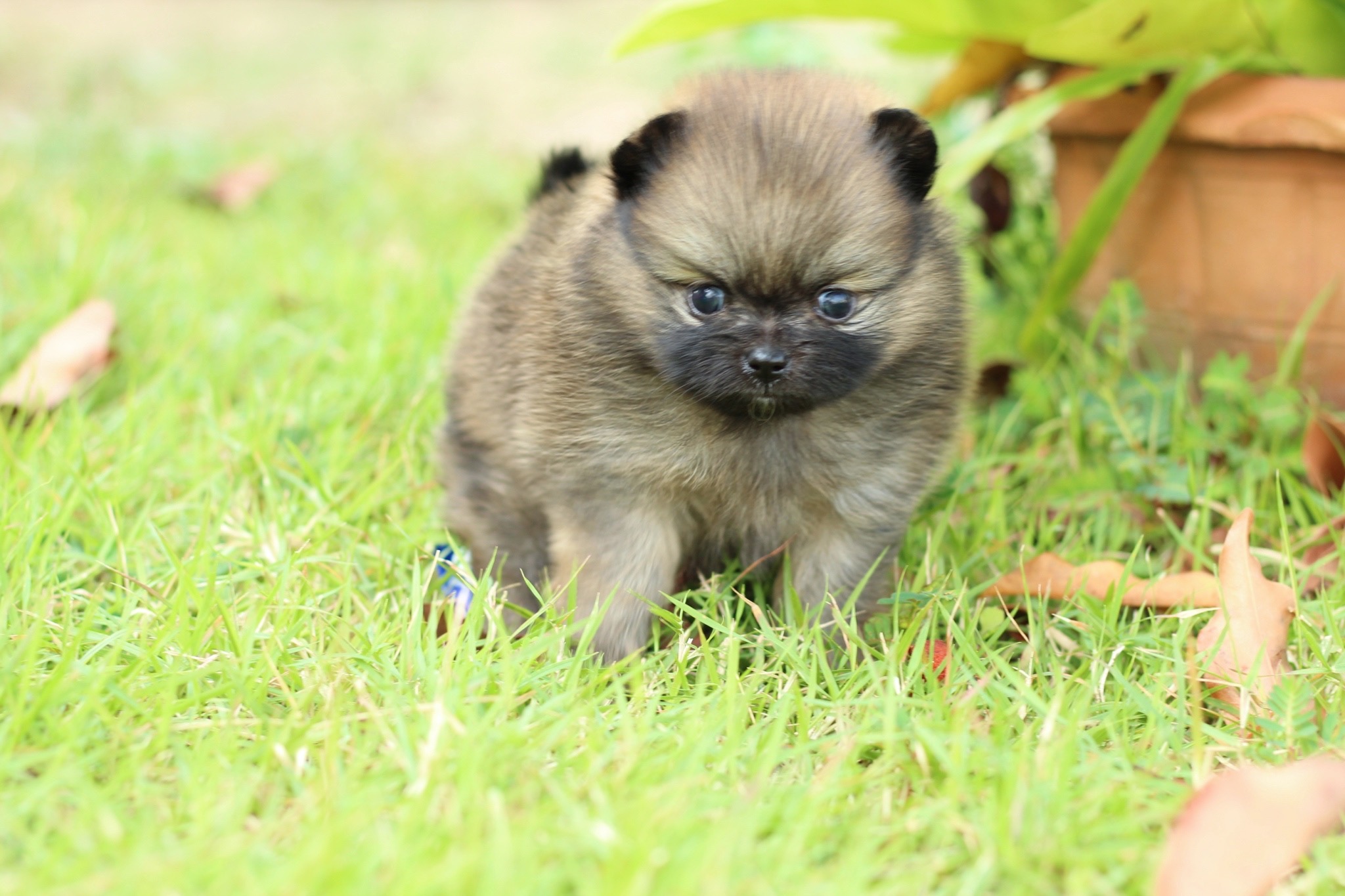 ปอมเมอเรเนียน เพศผู้สีส้ม