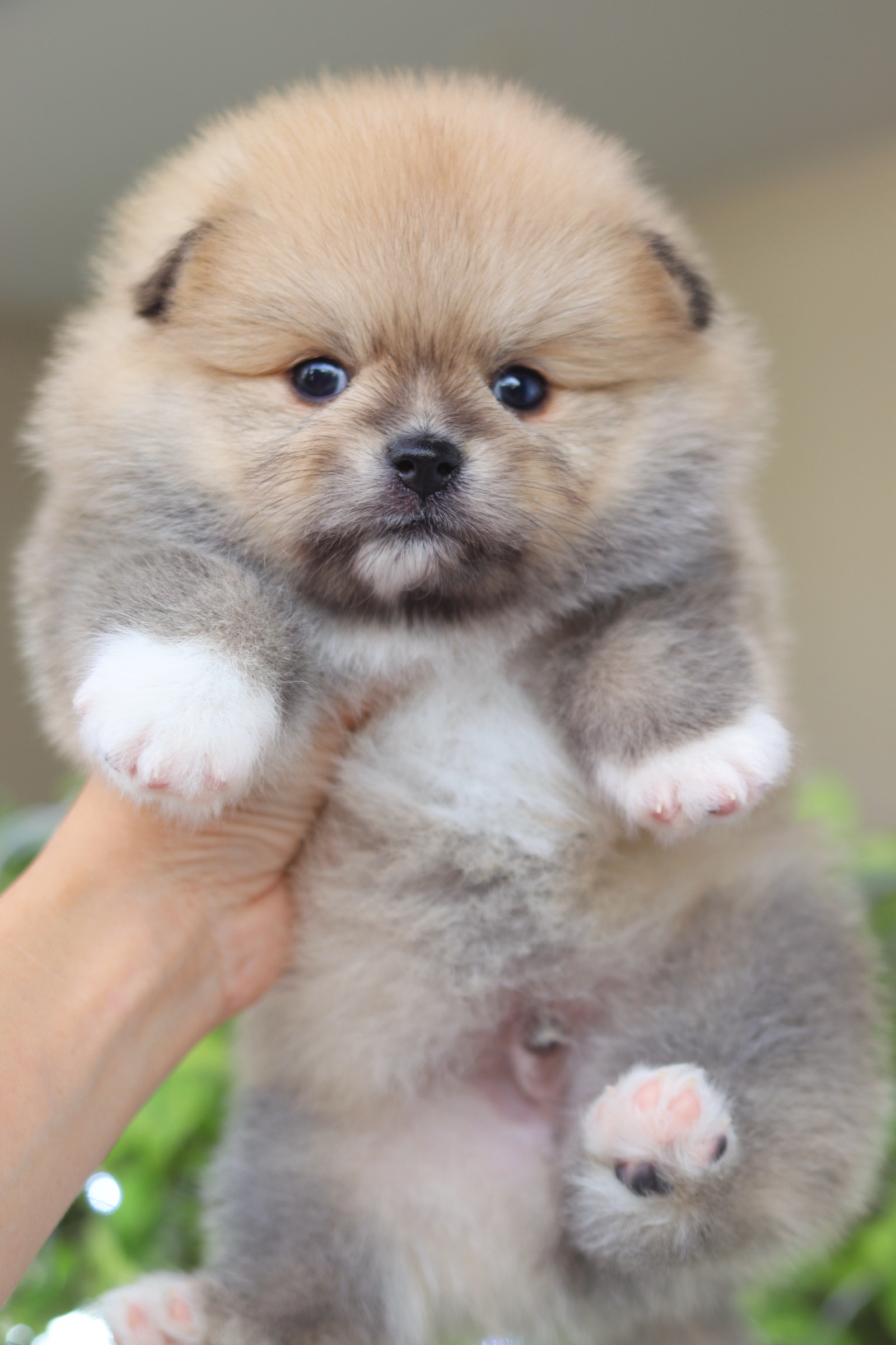 ปอมเมอเรเนียน เพศผู้ สีส้ม