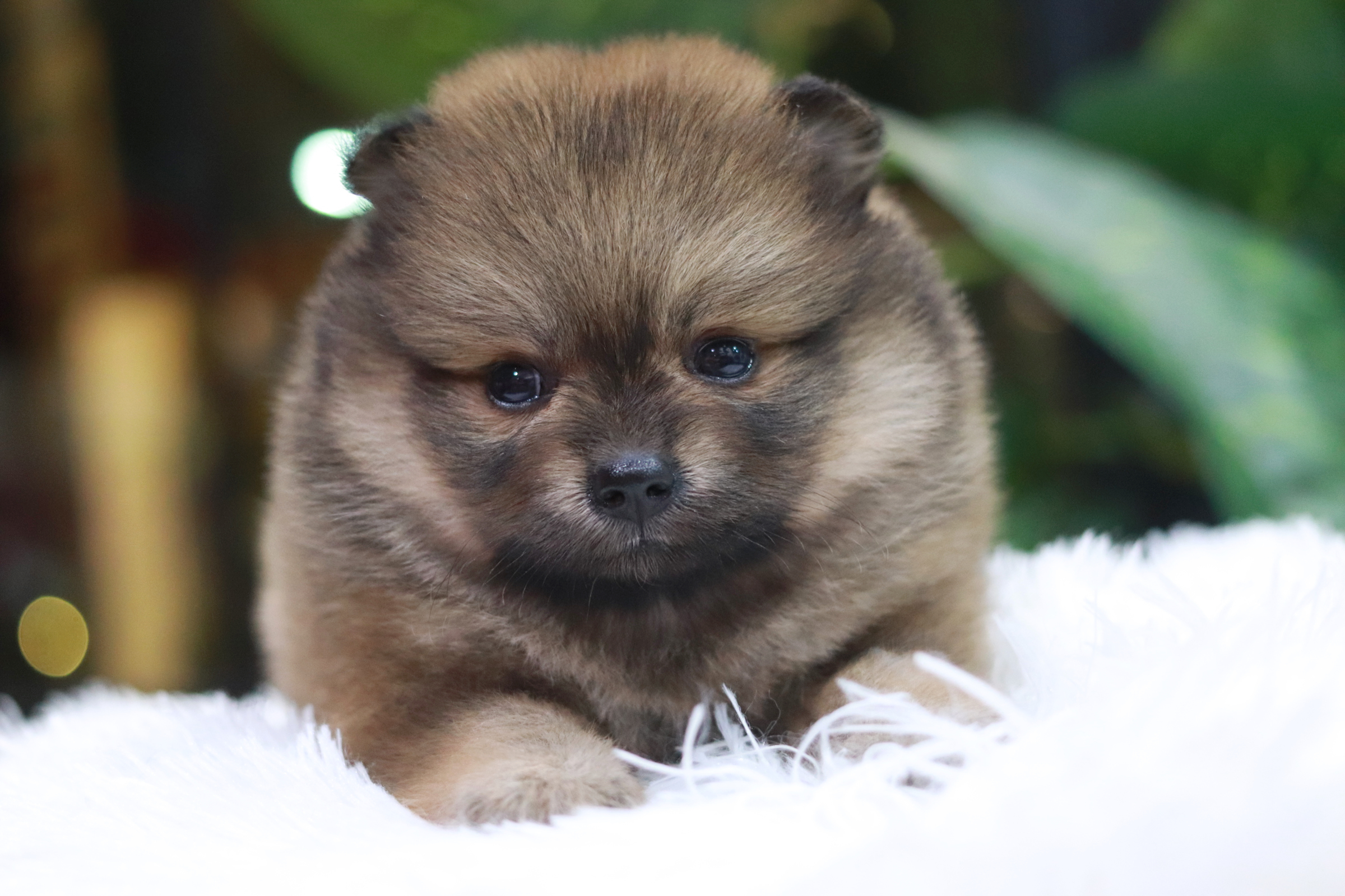 ปอมเมอเรเนียน เพศเมีย ไซส์ปกติ