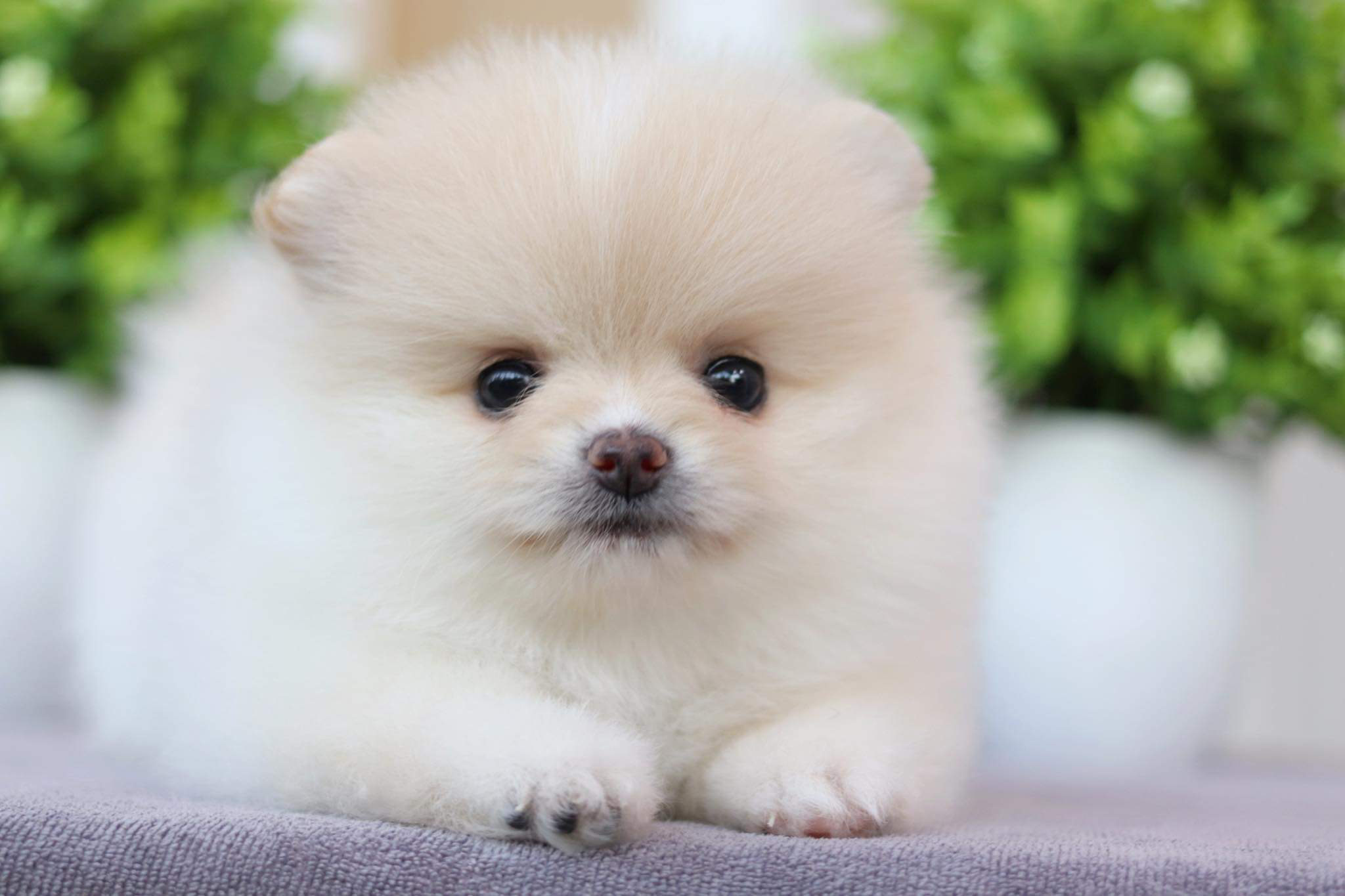 ปอมเมอเรเนียน เพศเมีย