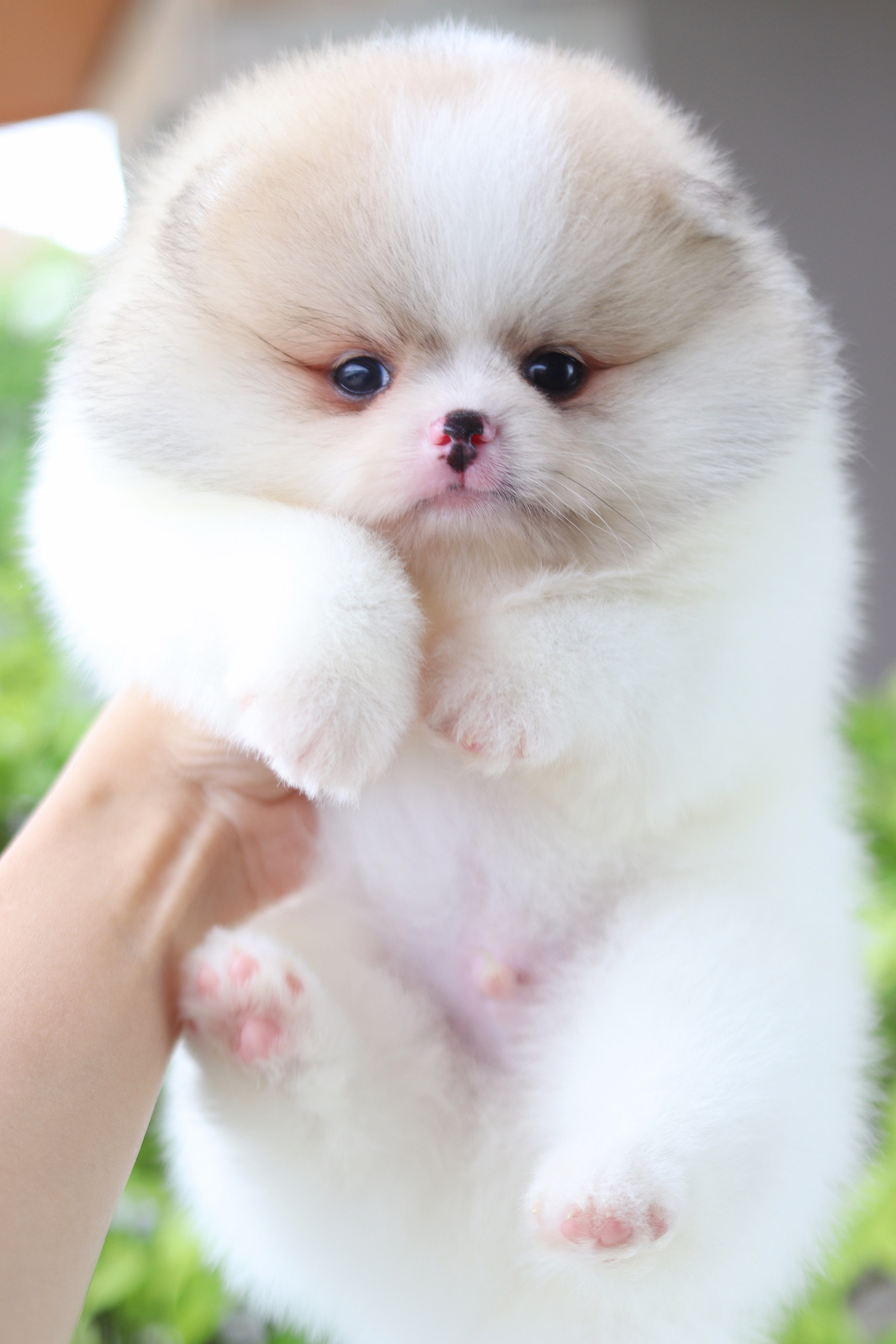 ปอมเมอเรเนียน เพศผู้ สีแฟนซี เกรดโชว์