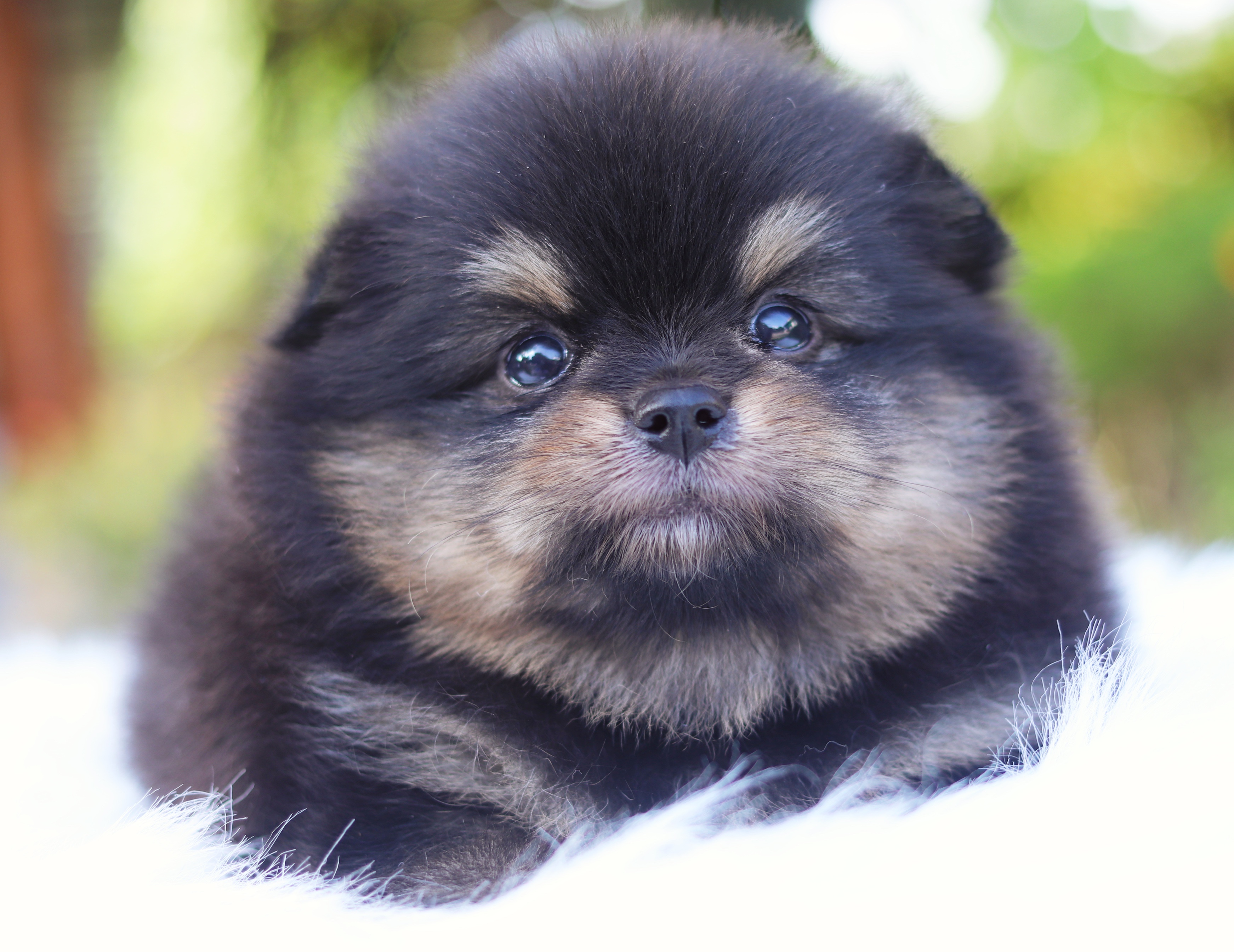 ปอมเมอเรเนียน เพศเมียสีแบล็คแทน