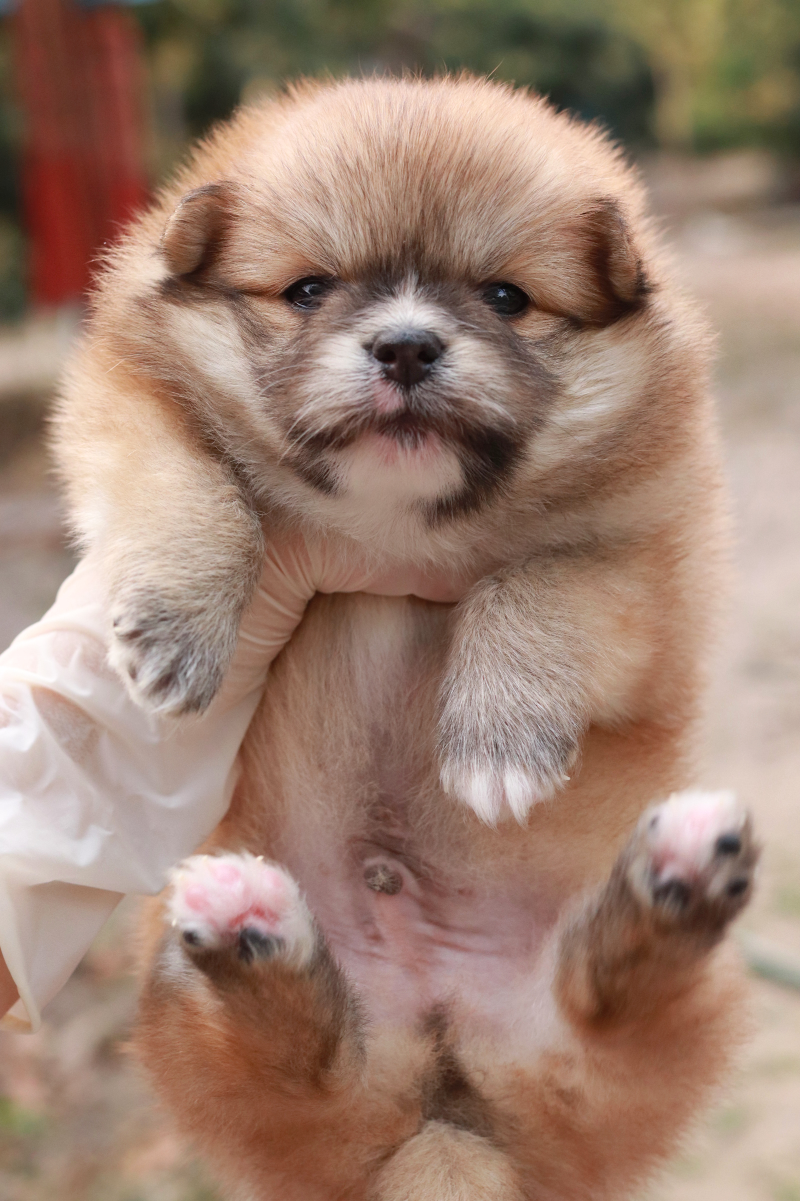 ปอมเมอเรเนียน เพศผู้