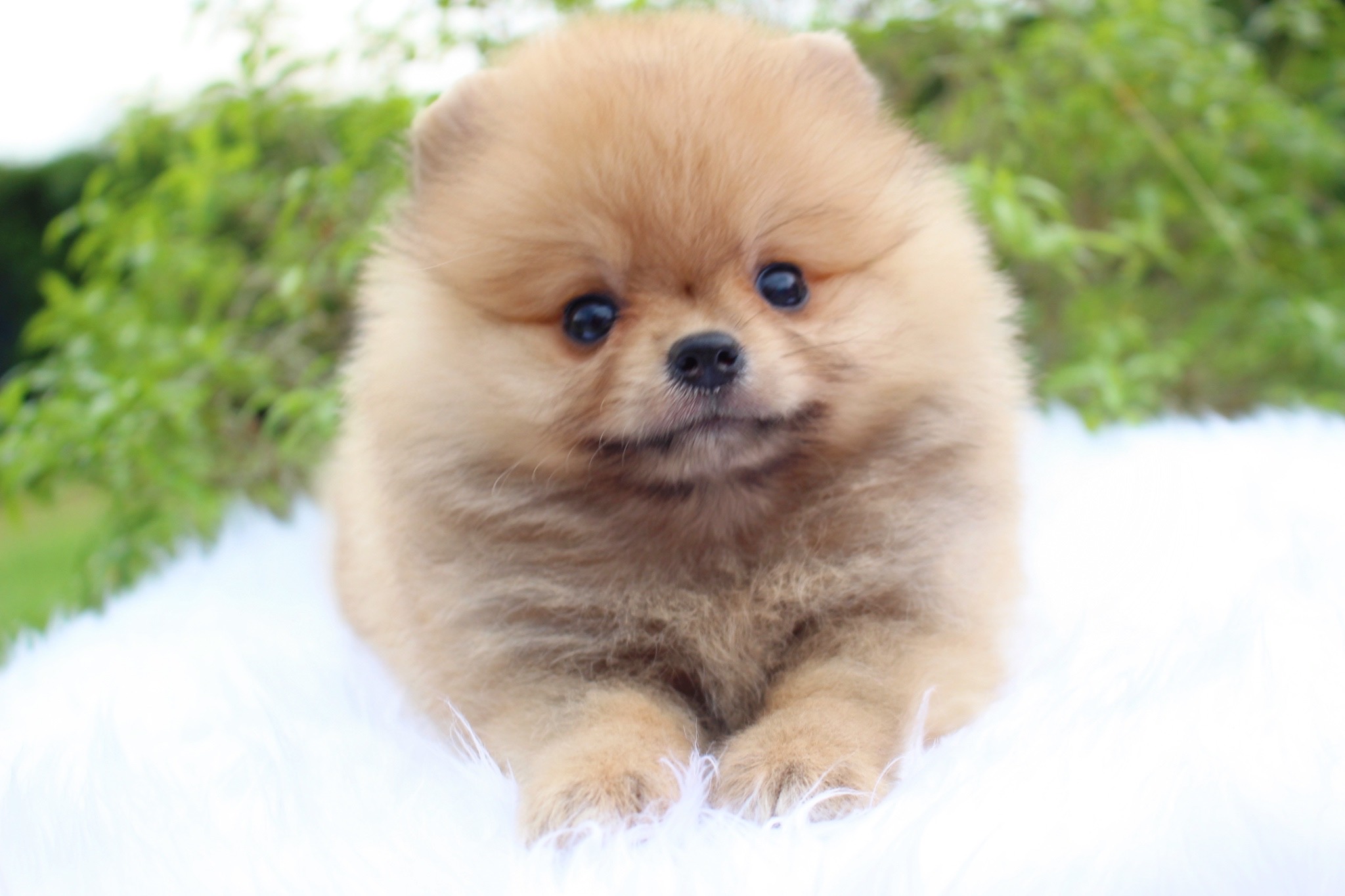 ปอมเมอเรเนียน เพศเมียสีส้ม